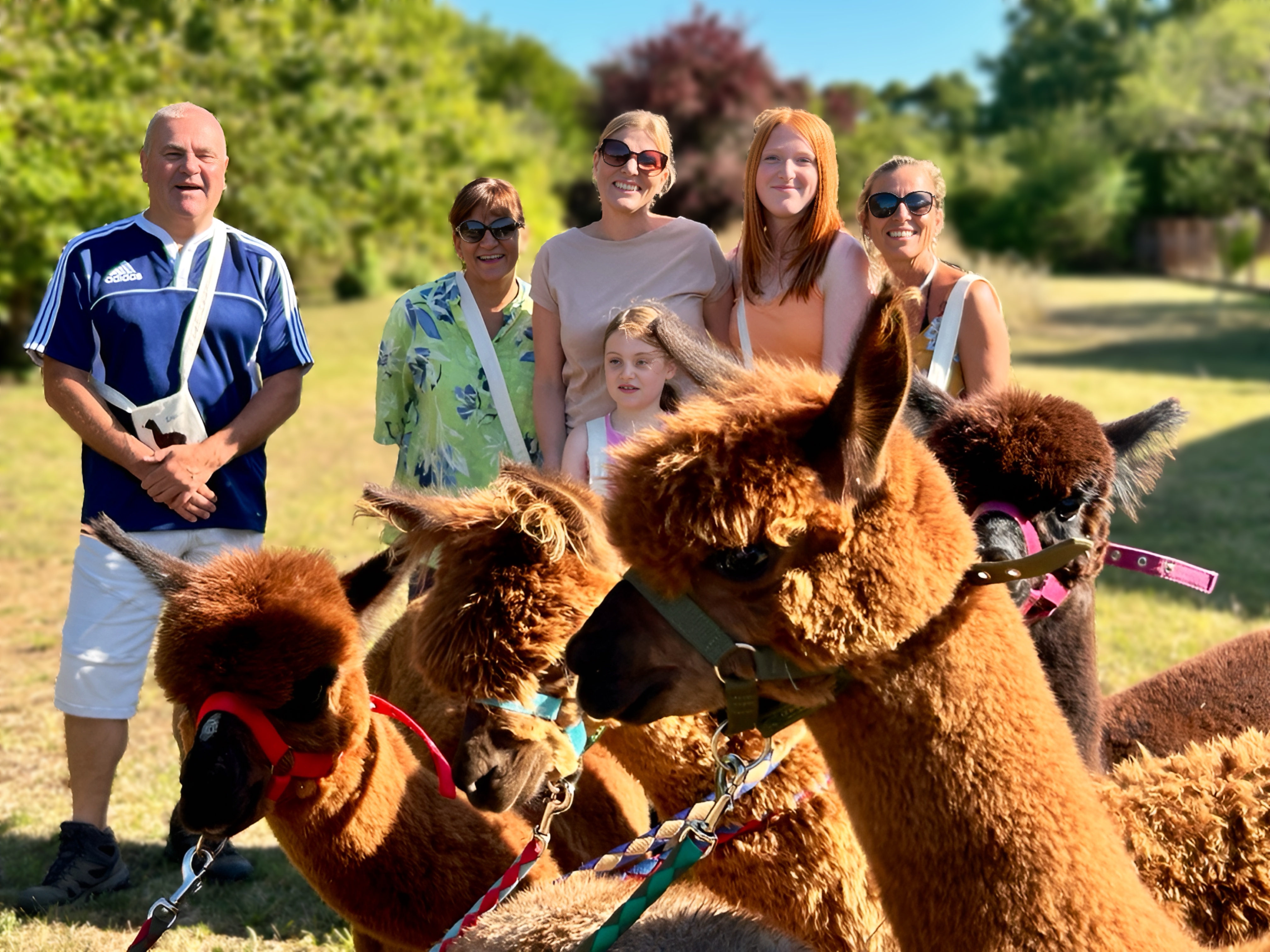 Promenade avec les Alpagas, Limalonges - photo 13