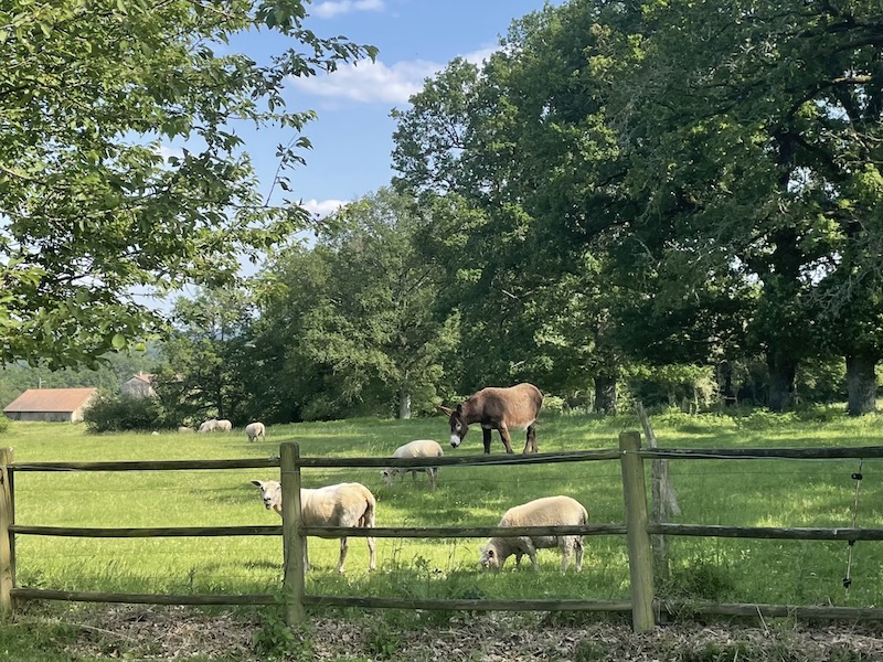 Chambre d'hôtes "Le Bain d'Alice", Saint-Laurent-sur-Gorre - photo 7