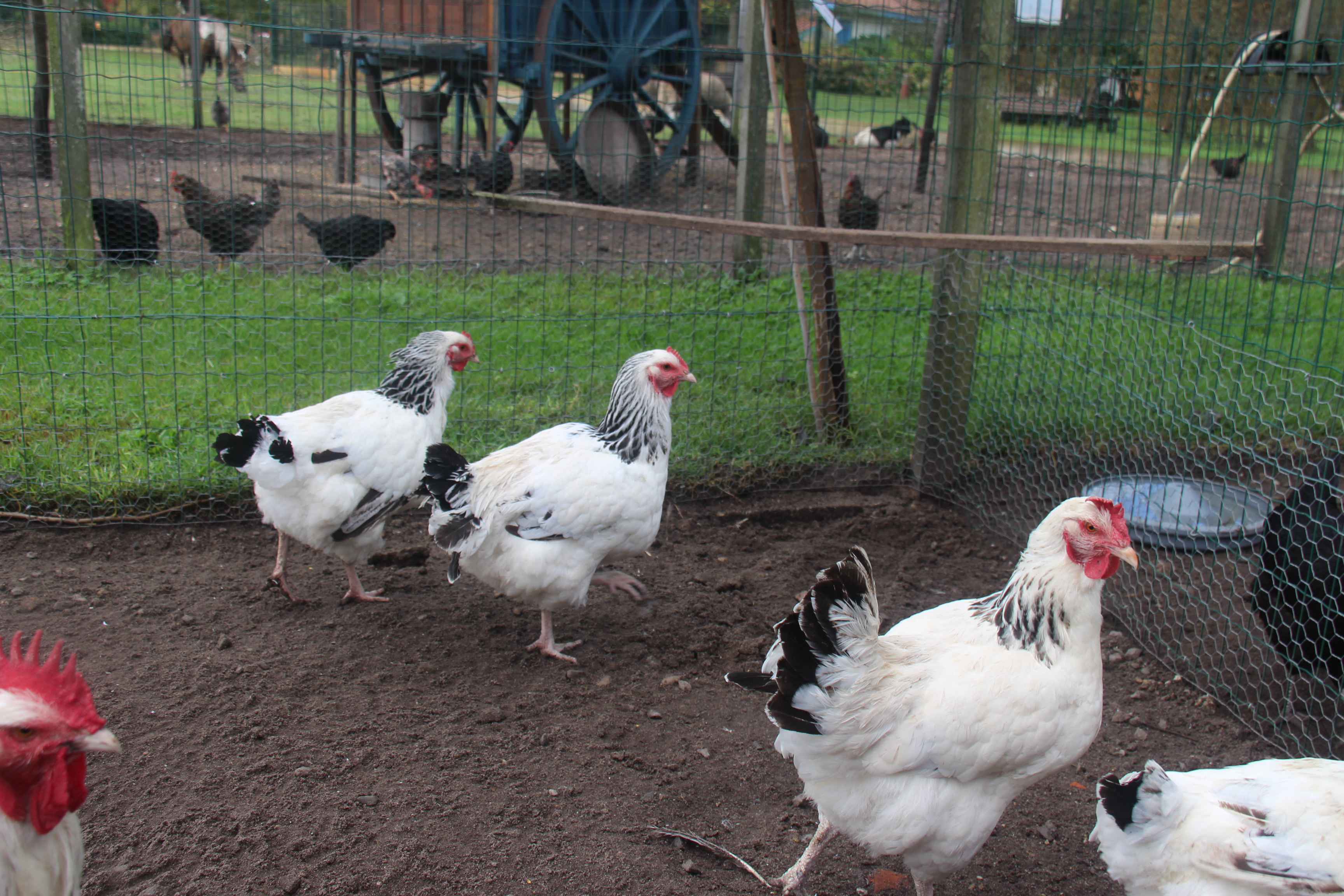 Ferme pédagogique au Musée des traditions, Biscarrosse - photo 2