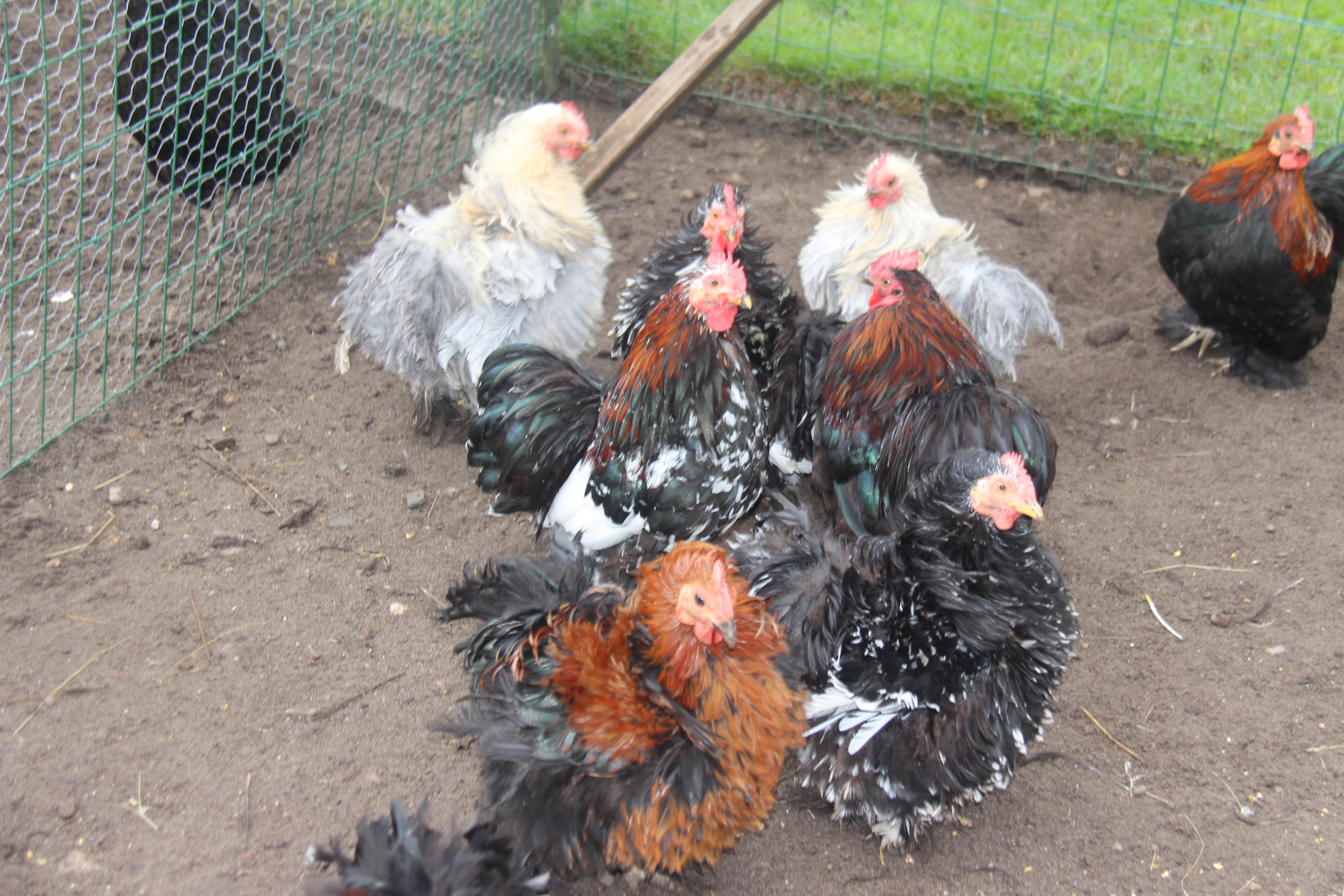 Ferme pédagogique au Musée des traditions, Biscarrosse - photo 6