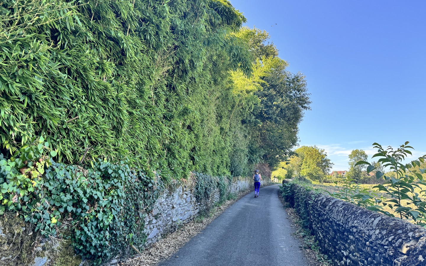 N°93 - Entre gave et coteaux, Saucède - photo 5