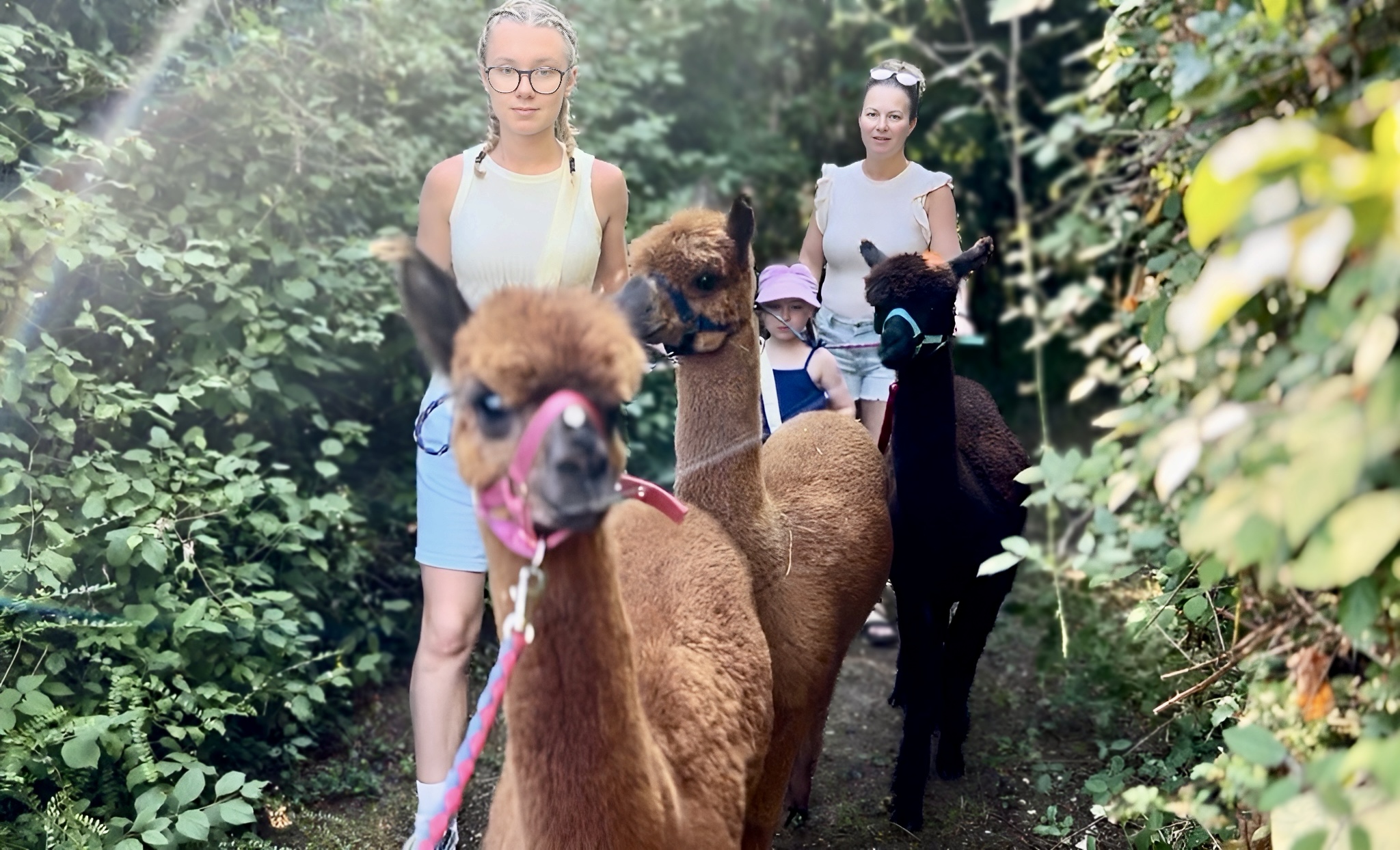 Promenade avec les Alpagas, Limalonges - photo 3