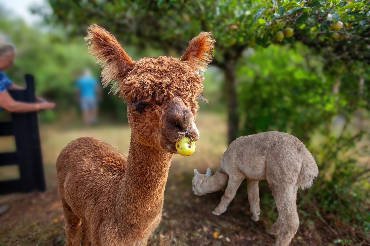 Promenade avec les Alpagas