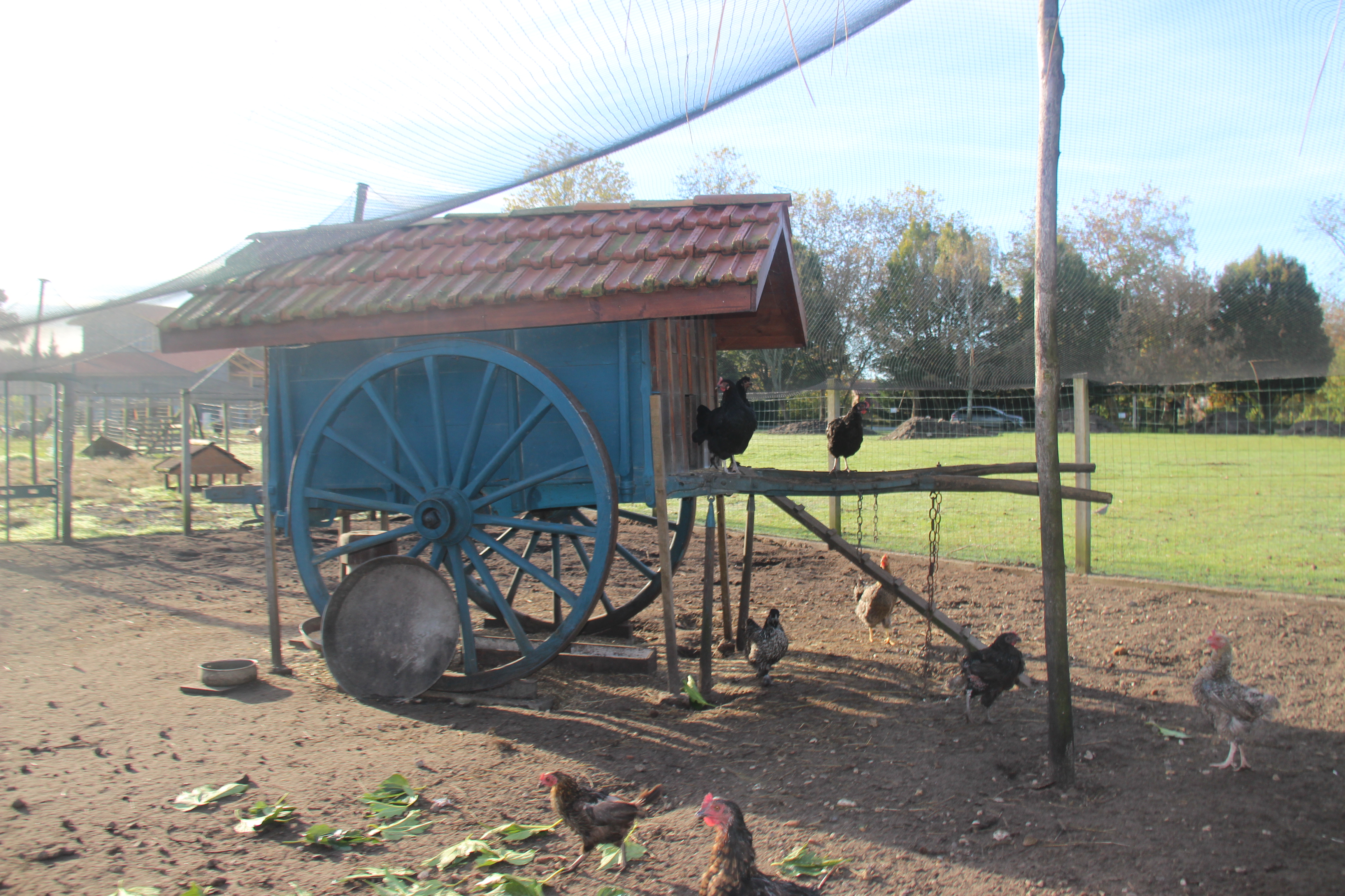 Ferme pédagogique au Musée des traditions, Biscarrosse - photo 8