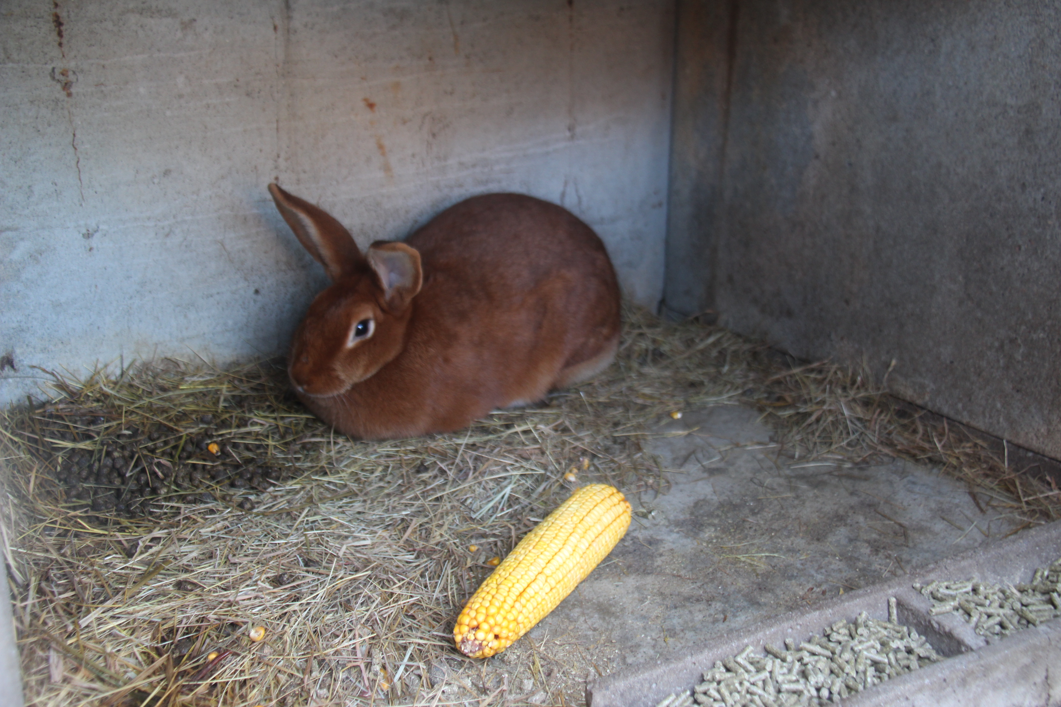 Ferme pédagogique au Musée des traditions, Biscarrosse - photo 11