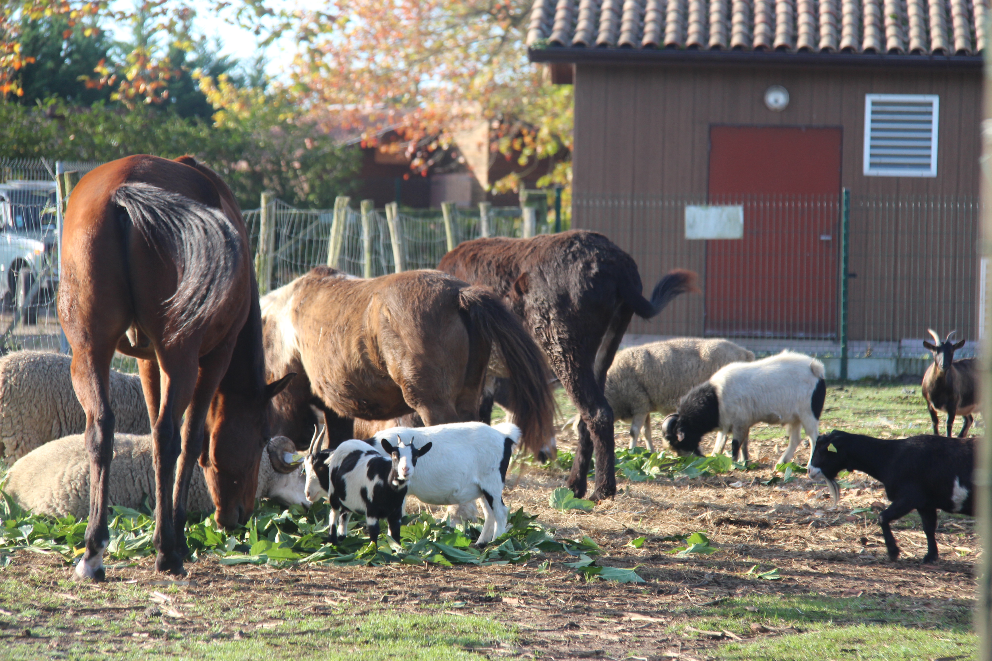 Ferme pédagogique au Musée des traditions, Biscarrosse - photo 13