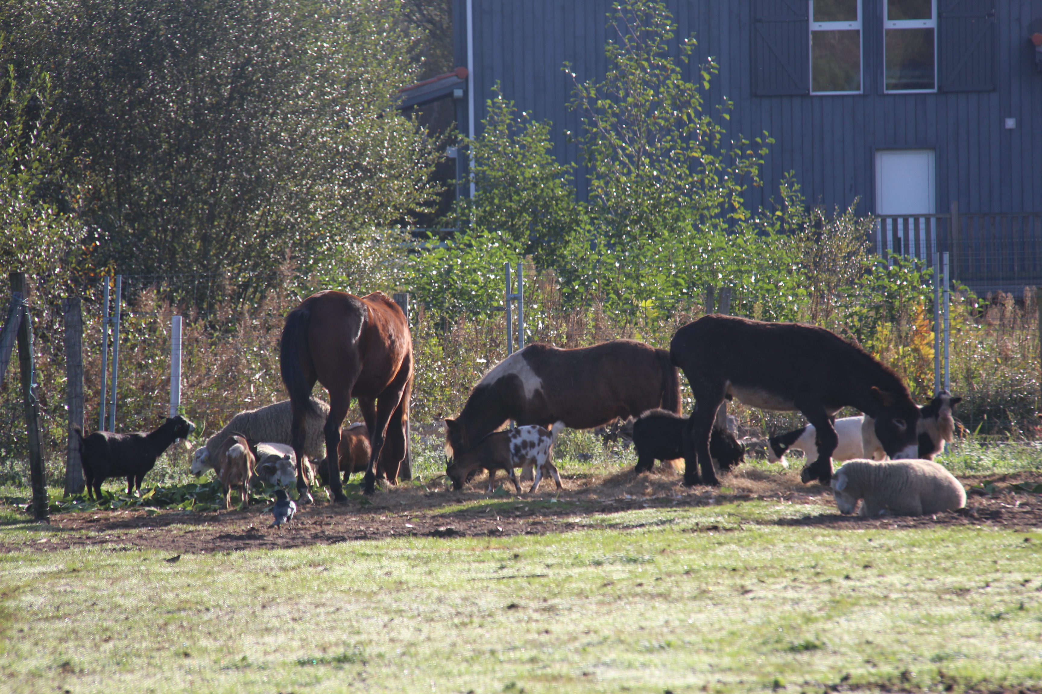 Ferme pédagogique au Musée des traditions, Biscarrosse - photo 19