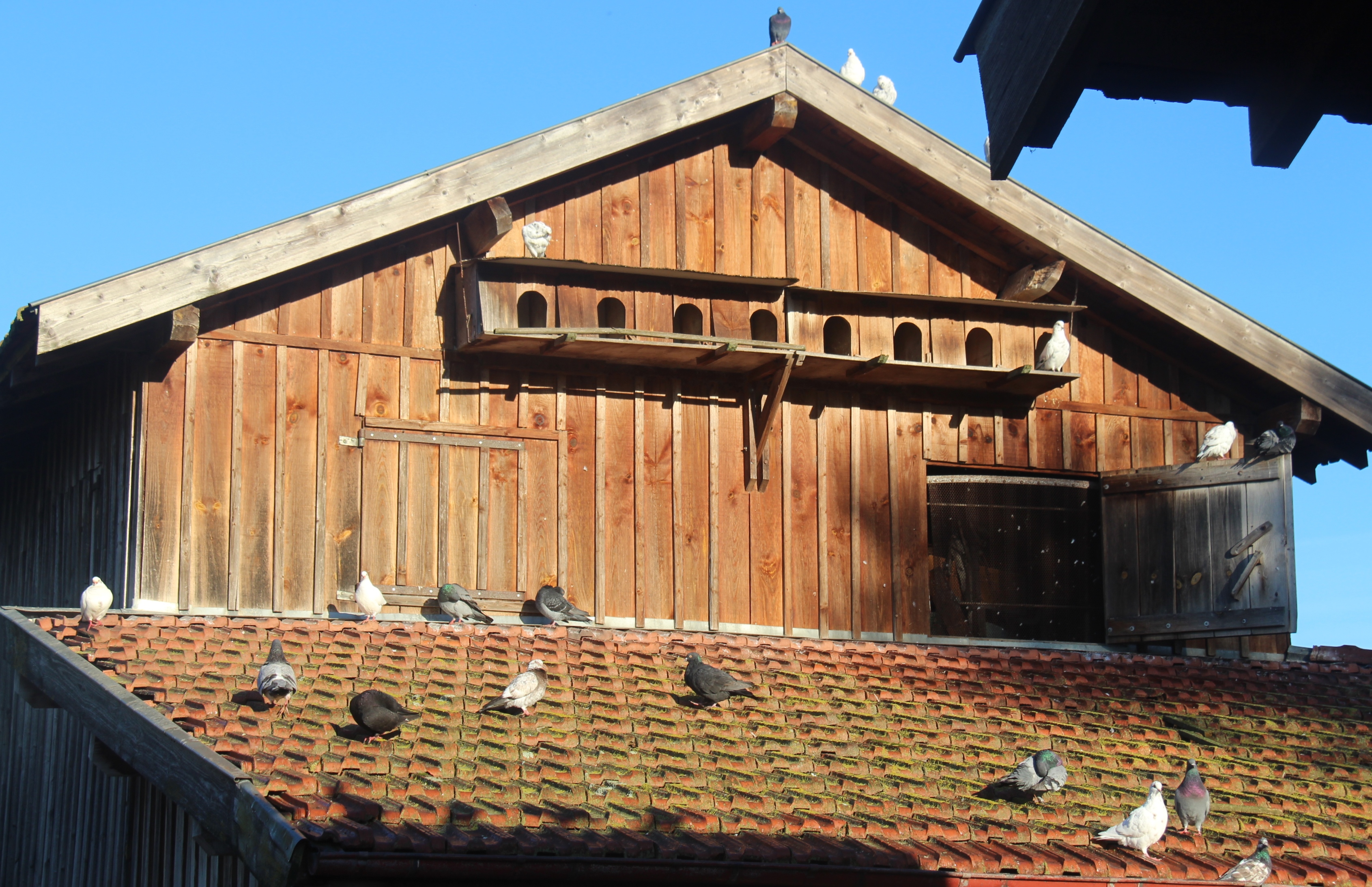 Ferme pédagogique au Musée des traditions, Biscarrosse - photo 14