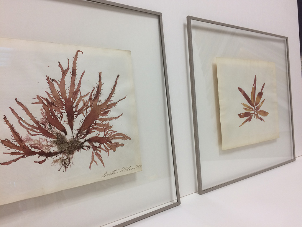 Atelier d'encadrement - Chloé Lambert