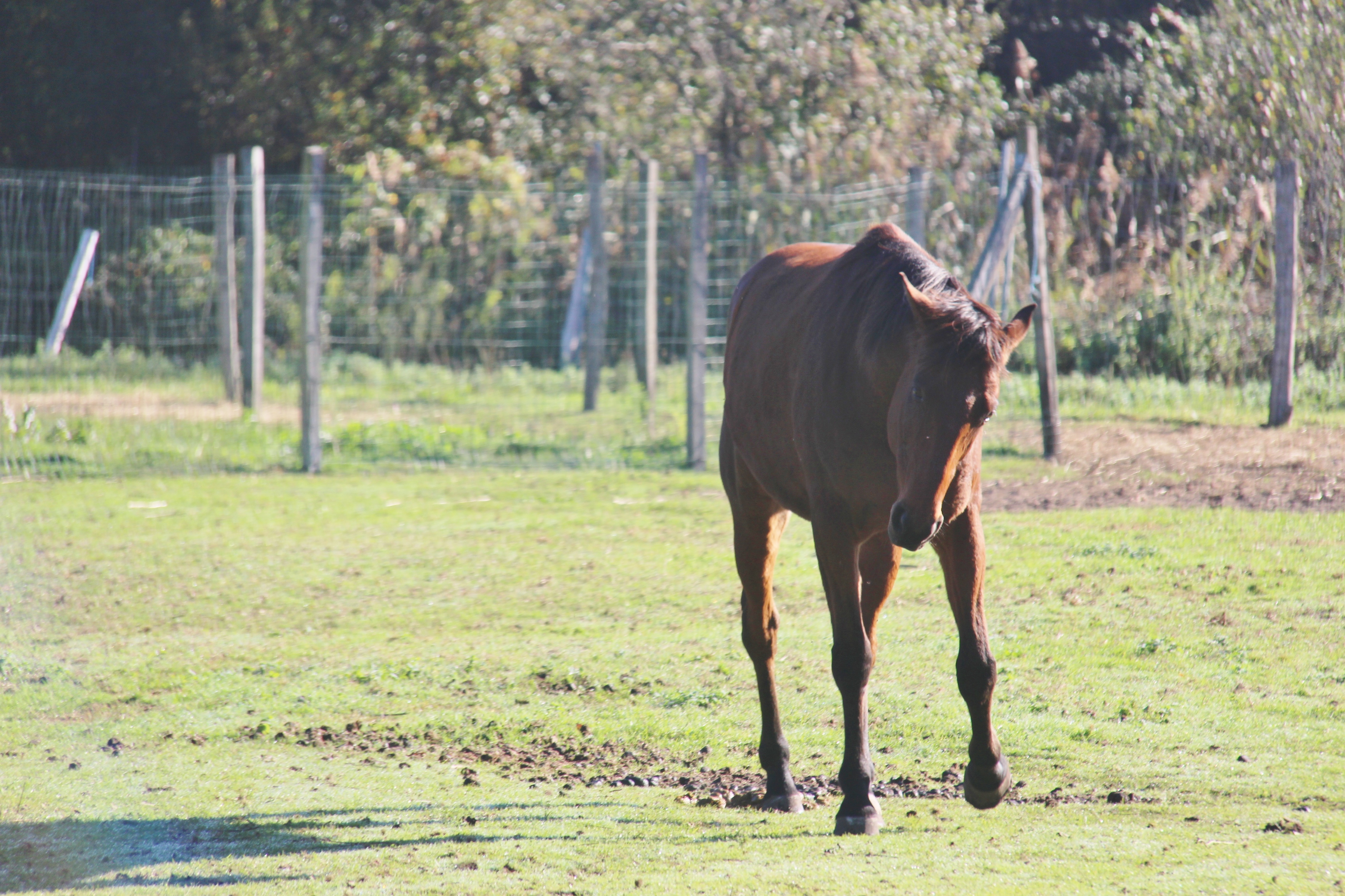Ferme pédagogique au Musée des traditions, Biscarrosse - photo 20