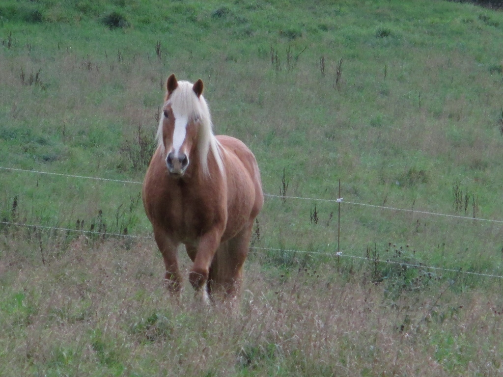 Centre équestre - Cheval Pot' âgé