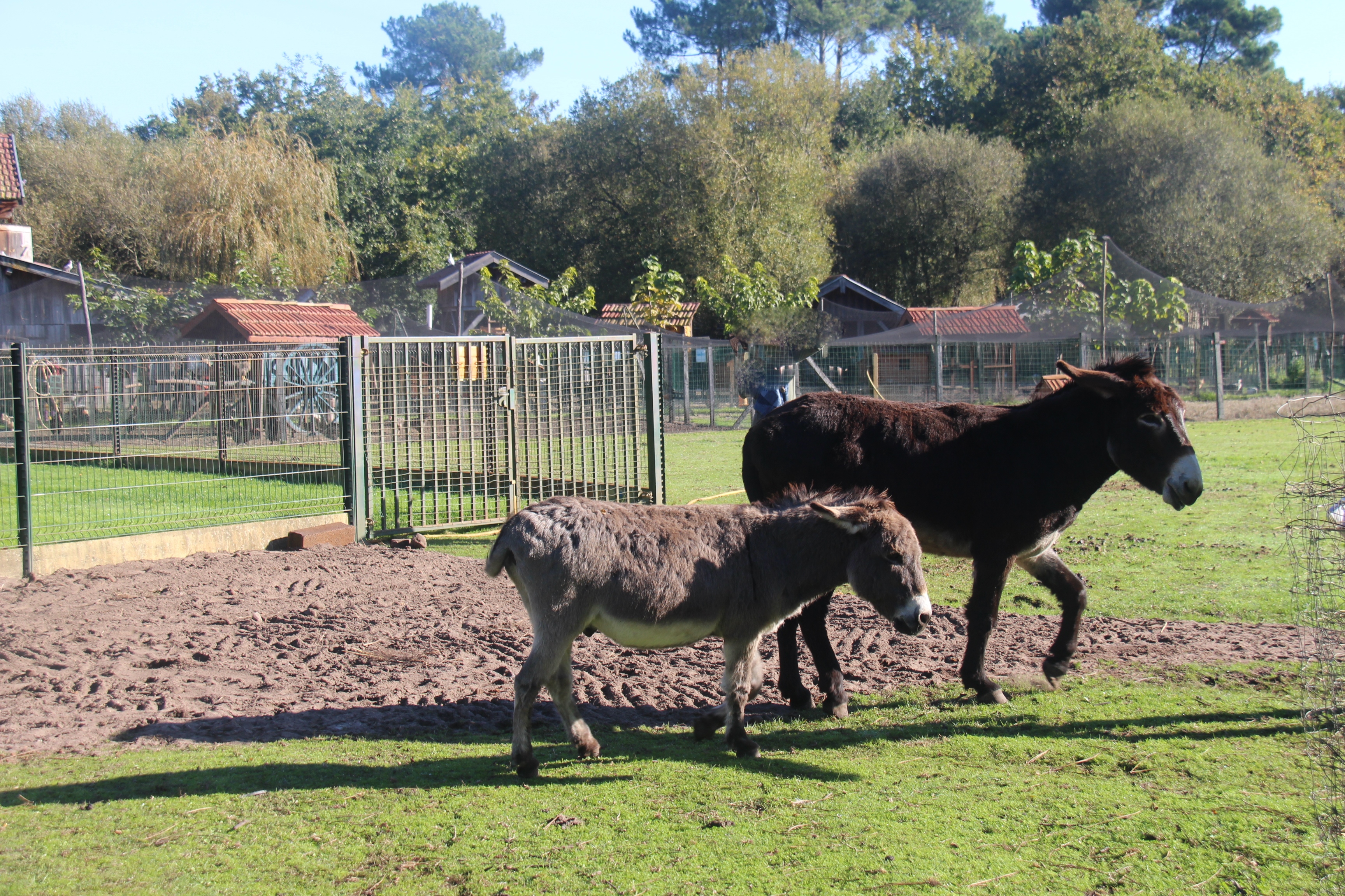 Ferme pédagogique au Musée des traditions, Biscarrosse - photo 9