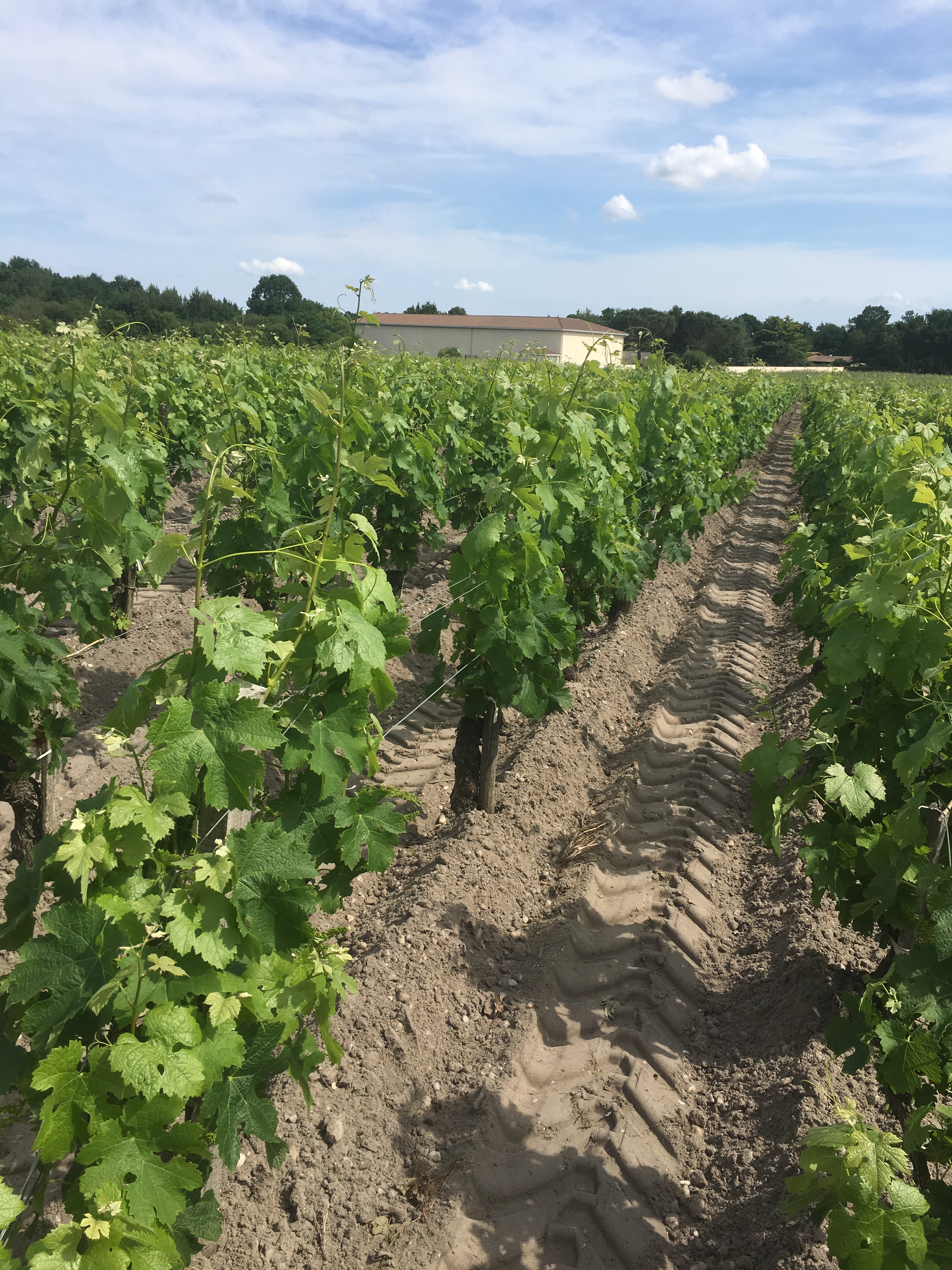 Château Pey Mallet - photo 2