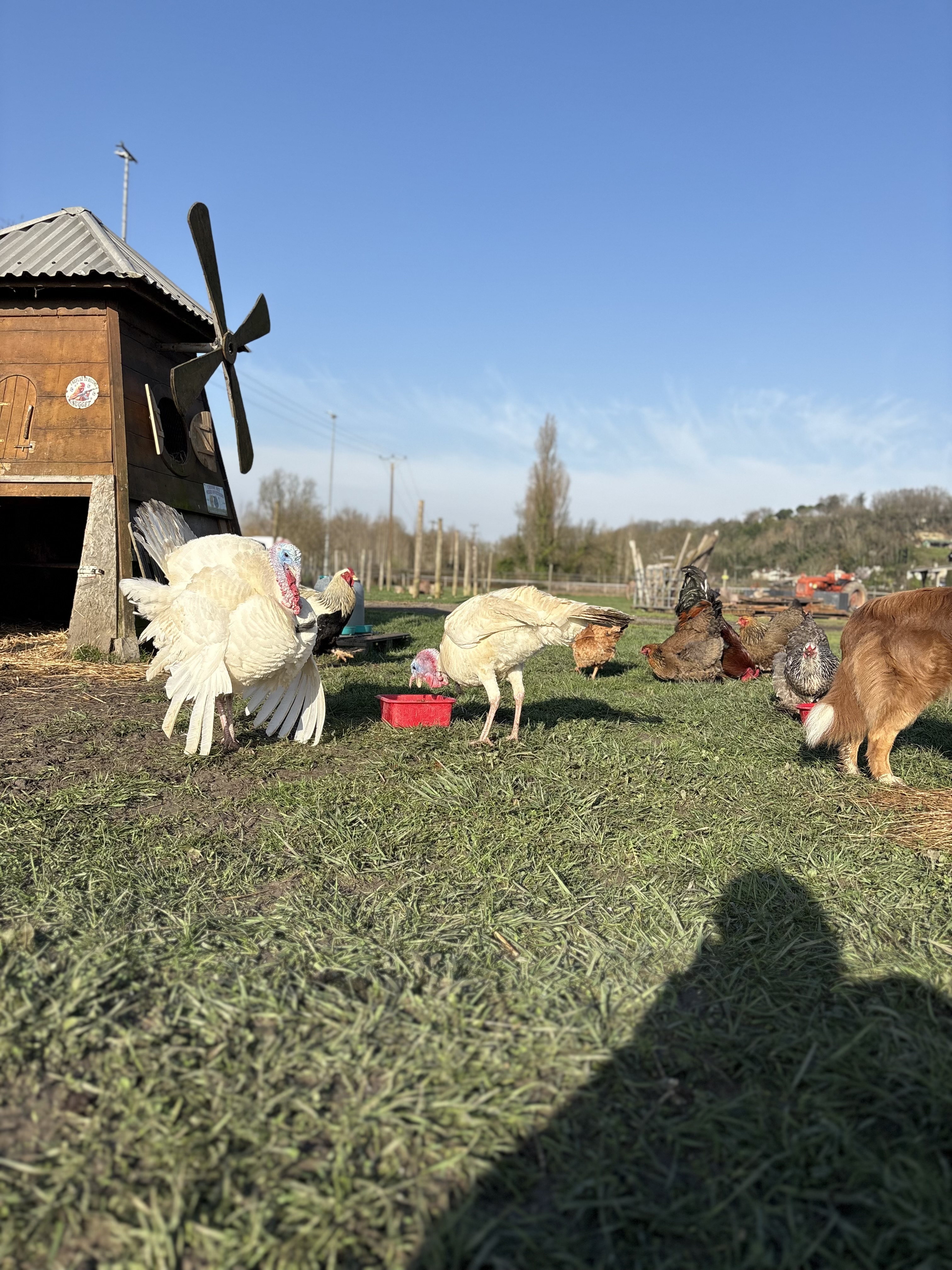Ferme pédagogique Ensemble à la Ferme, Saint-Germain-de-la-Rivière - photo 8