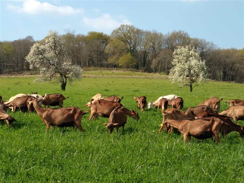 Les chèvres de Brassenx