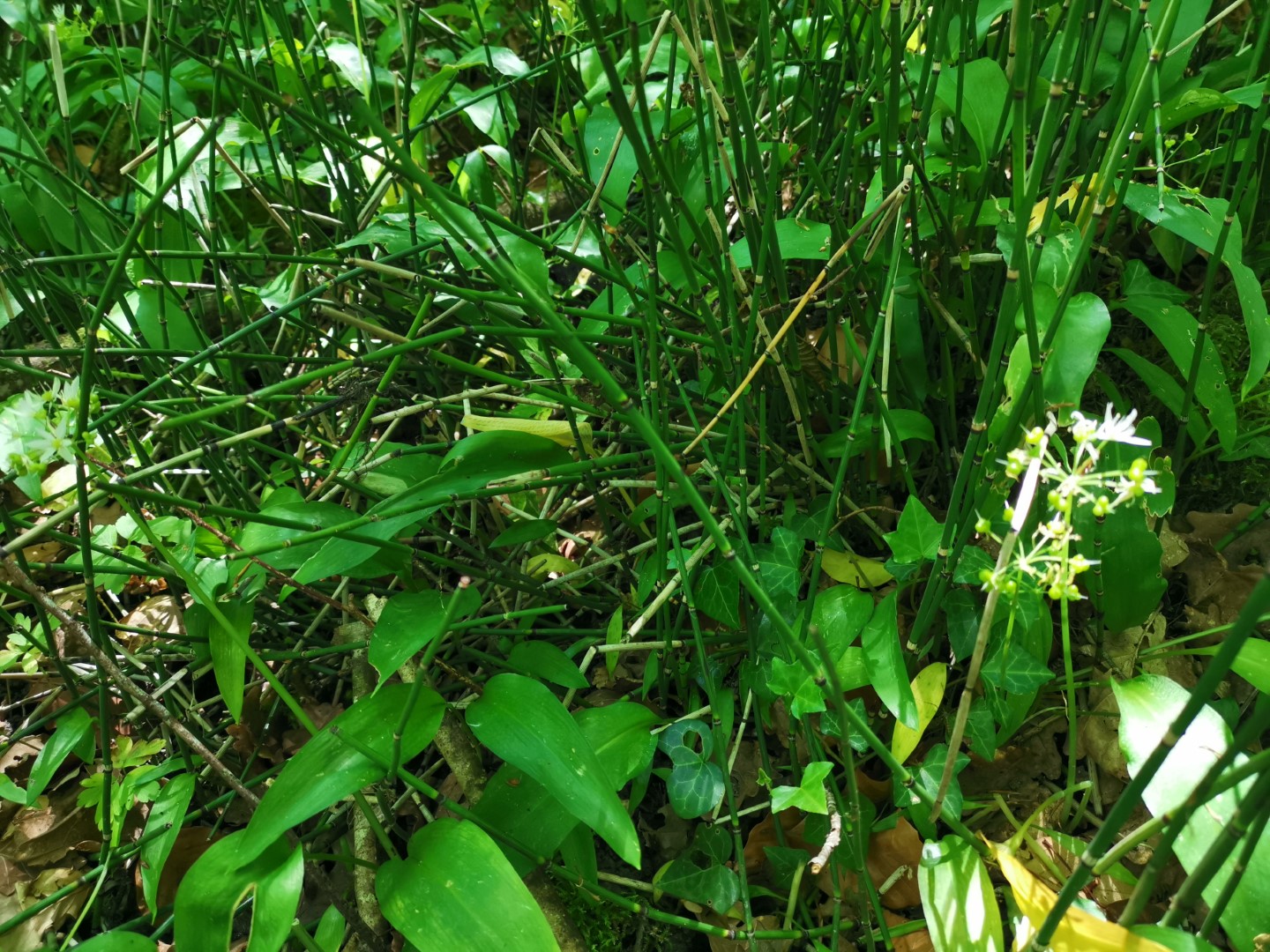 Circuit N°63 CC : Sentier "Histoire et Patrimoine" - Variante Ouest, Saint-Amand-Jartoudeix - photo 3