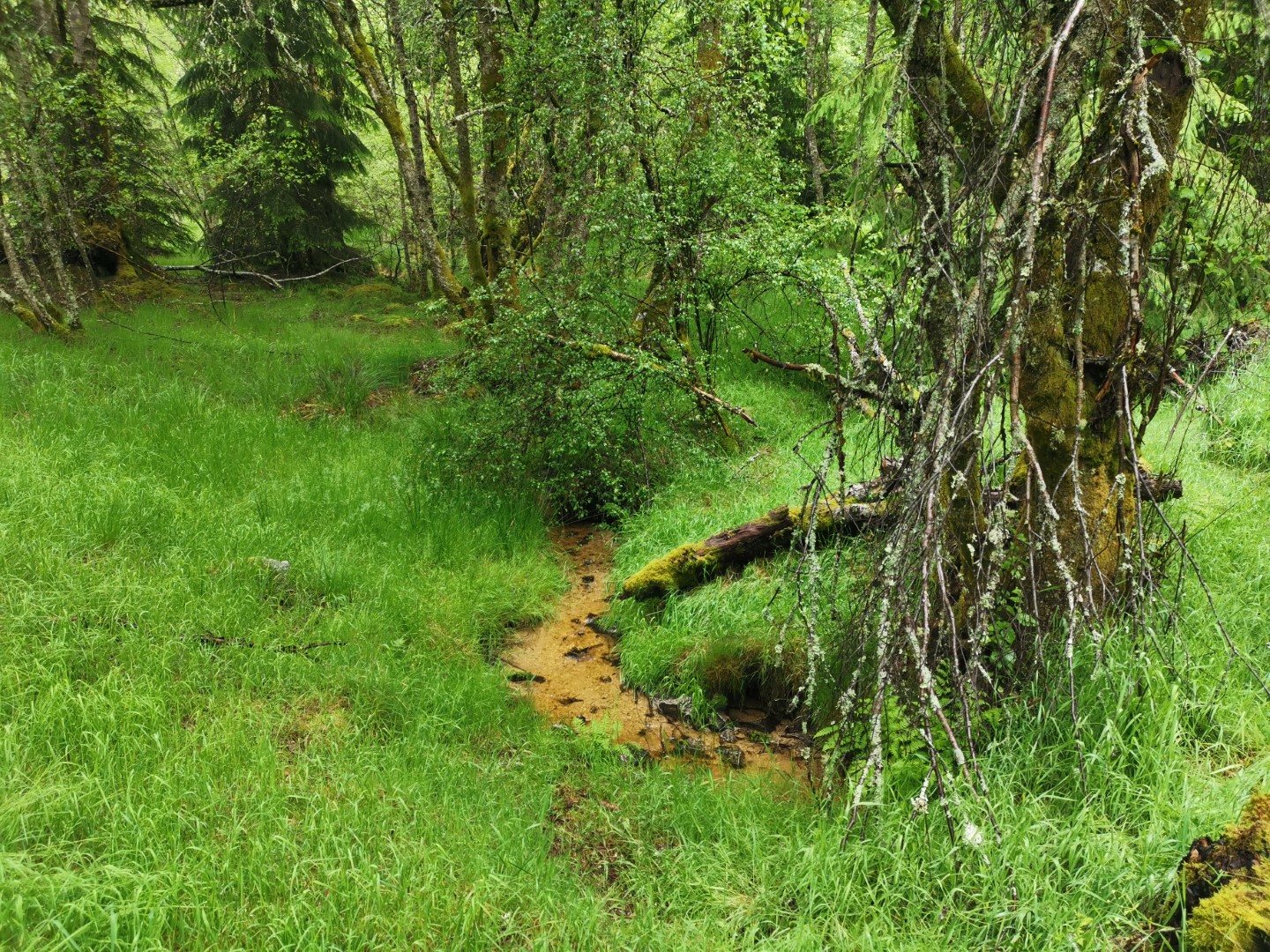 Circuit Pédestre N°22 CC : "Sentier de découverte des landes et tourbières de la Mazure : Grande boucle", Le Monteil-au-Vicomte - photo 8