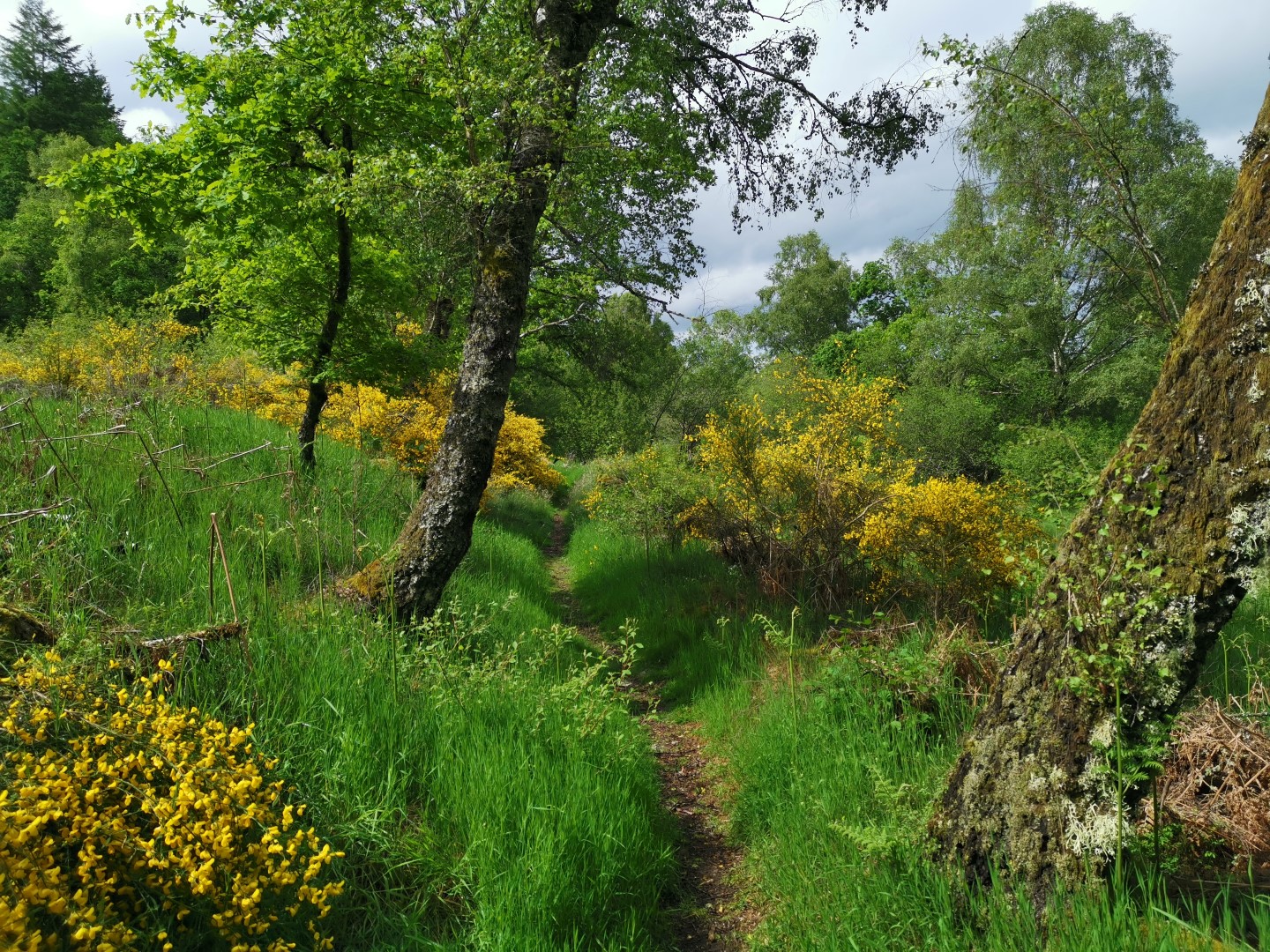 Circuit Pédestre N°22 CC : "Sentier de découverte des landes et tourbières de la Mazure : Grande boucle", Le Monteil-au-Vicomte