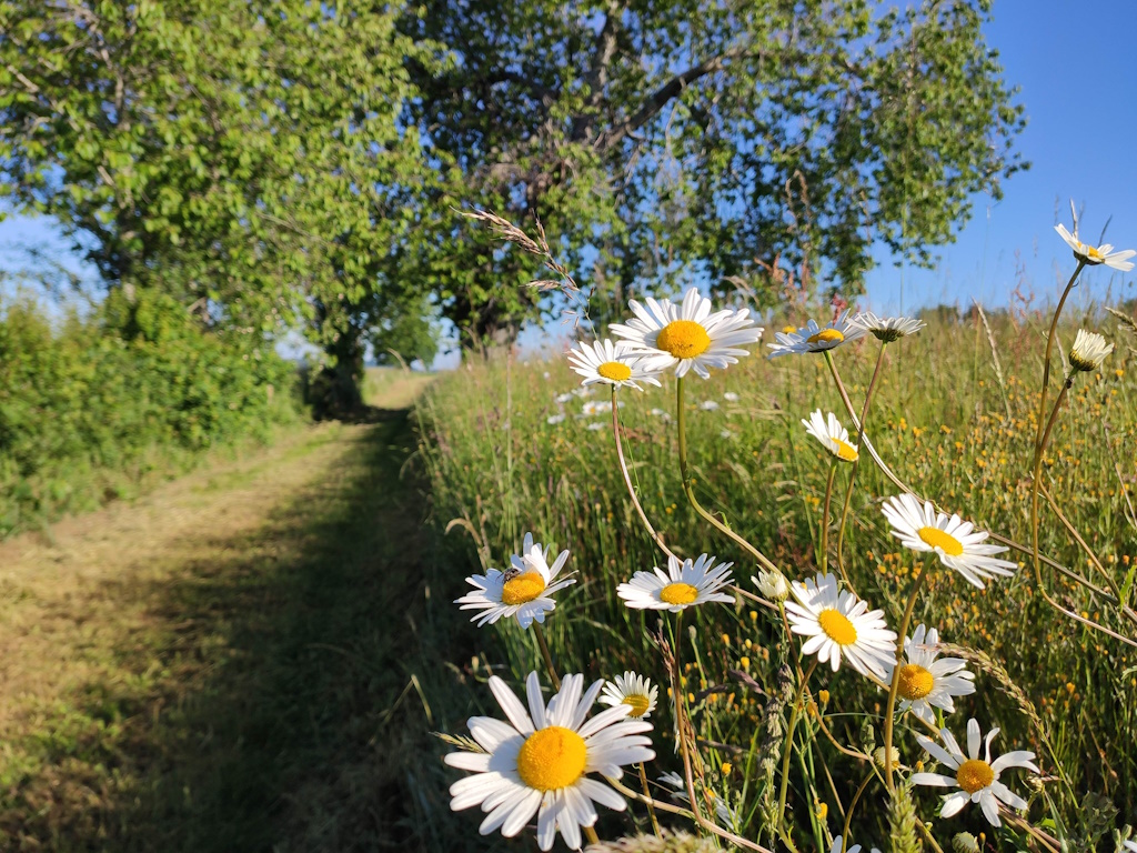 GRP®Monts et Barrages en Limousin - Boucle Entre Combade et Briance - Etape 3 - De Saint-Méard à Châteauneuf-la-Forêt