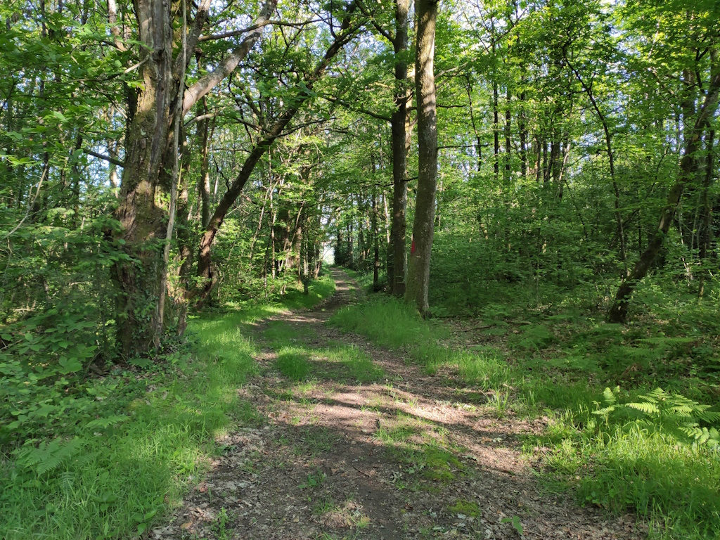 GRP®Monts et Barrages en Limousin - Boucle Entre Combade et Briance - Etape 3 - De Saint-Méard à Châteauneuf-la-Forêt, Châteauneuf-la-Forêt - photo 3