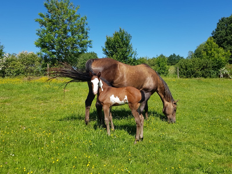 La Ferme de Sapharey - photo 3