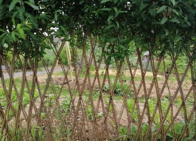 Je crée des structures vivantes en osier pour mon jardin