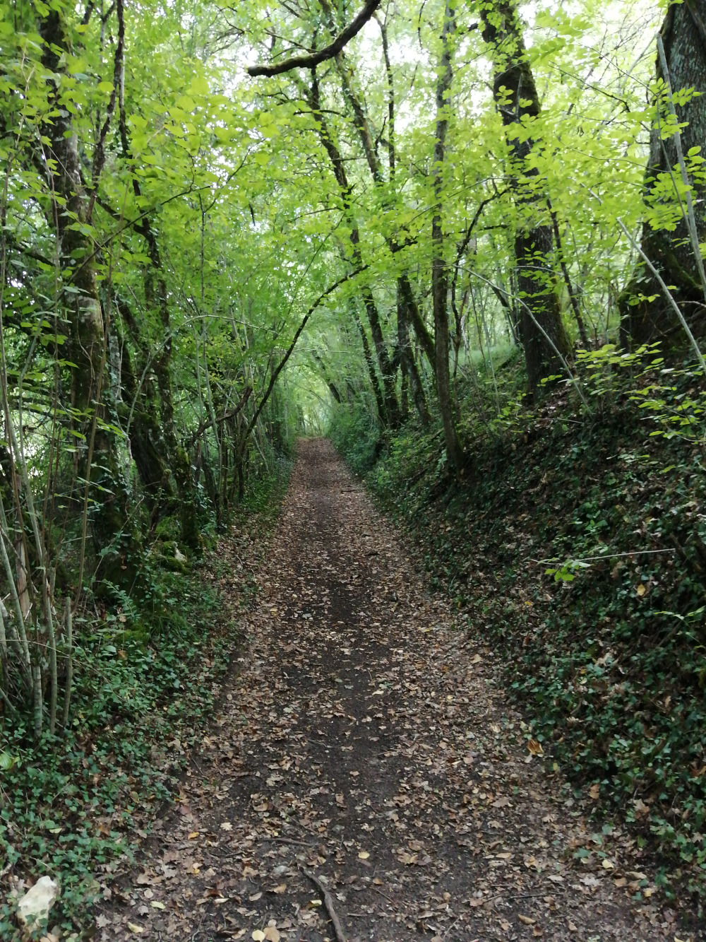 Madame Cathie FLORAT BERNARD, Coursac - photo 4