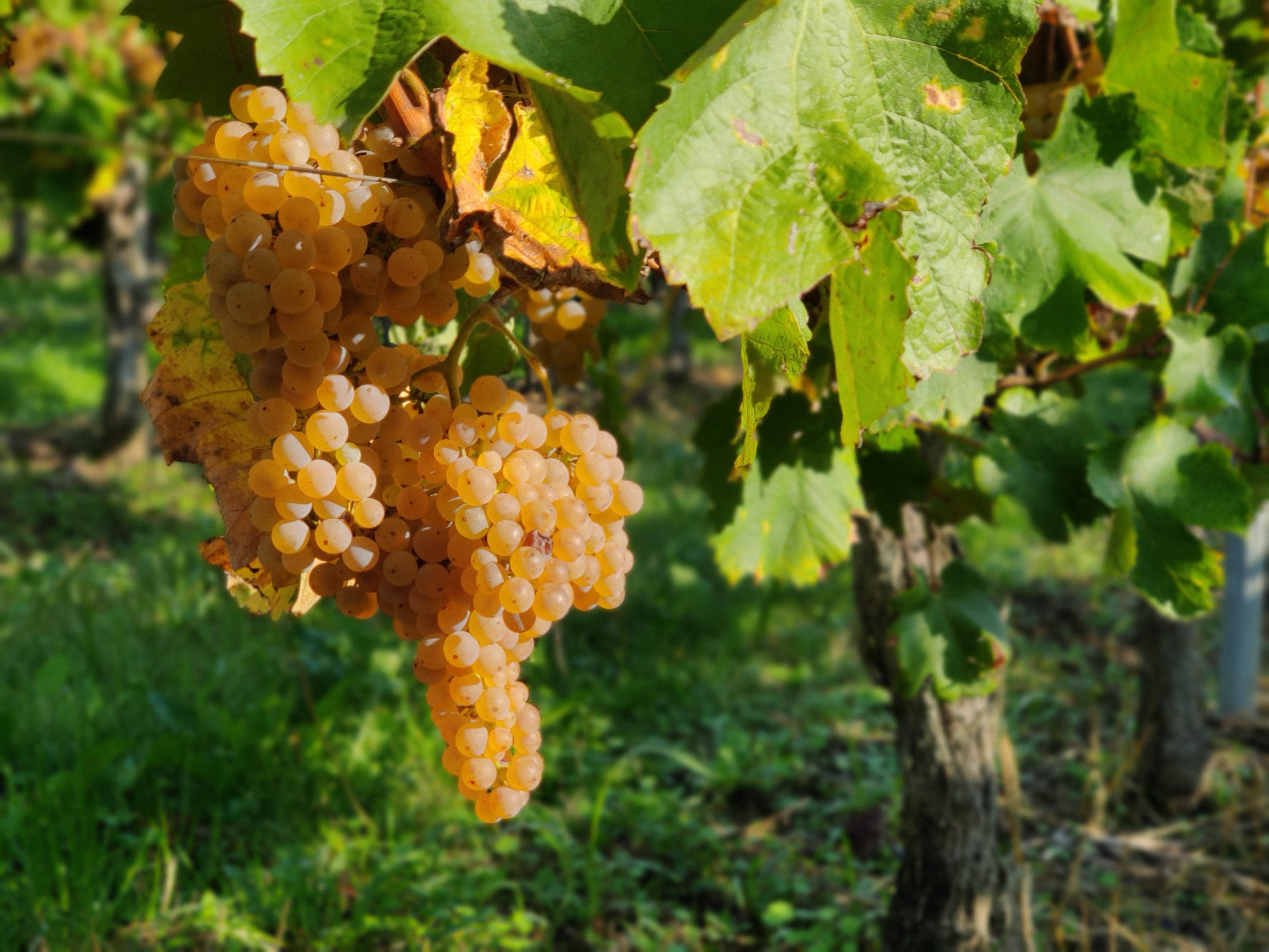 Domaine du Tastet