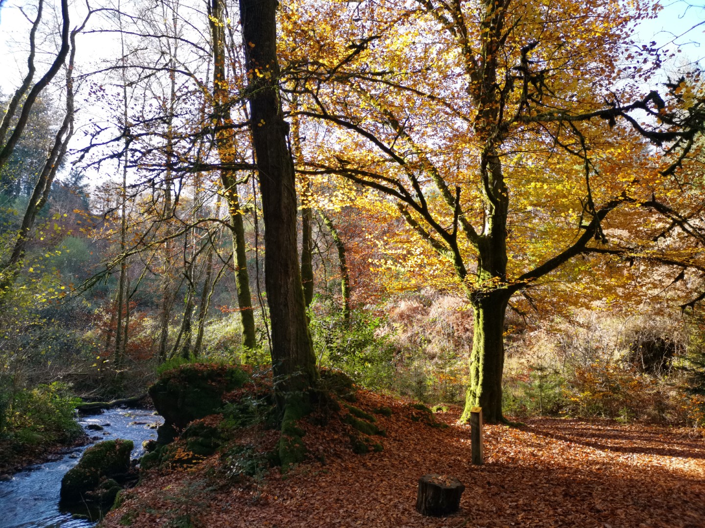 Circuit Pédestre N°45 : "Sentier Le Bois des Boeufs", Bourganeuf