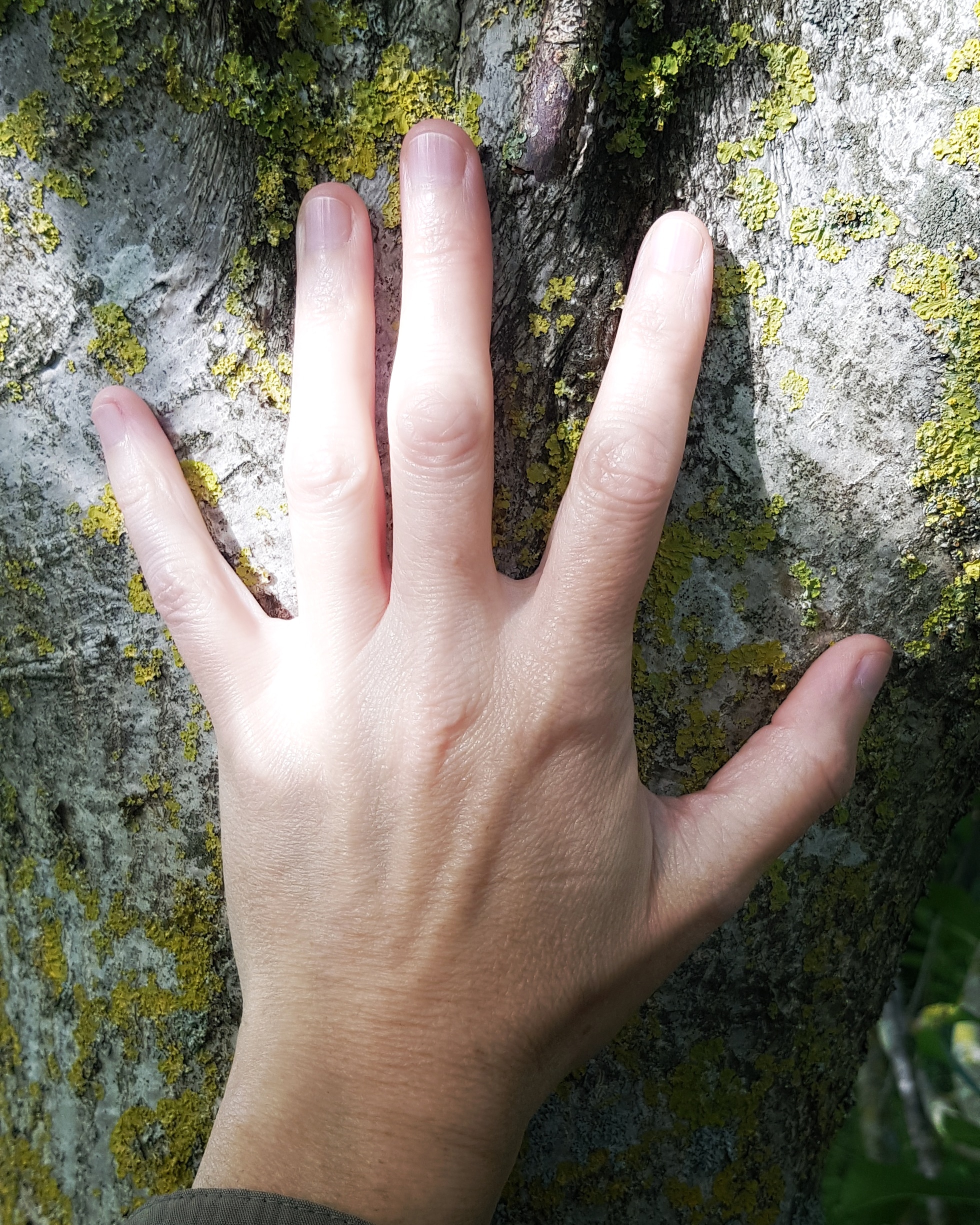 L'arbre lanterne — photo 3