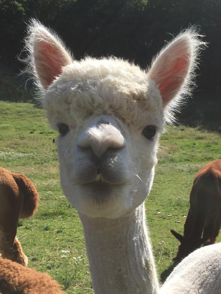 Visite guidée de l’élevage et de la filature des alpagas de la Paneterie, Goulles - photo 4