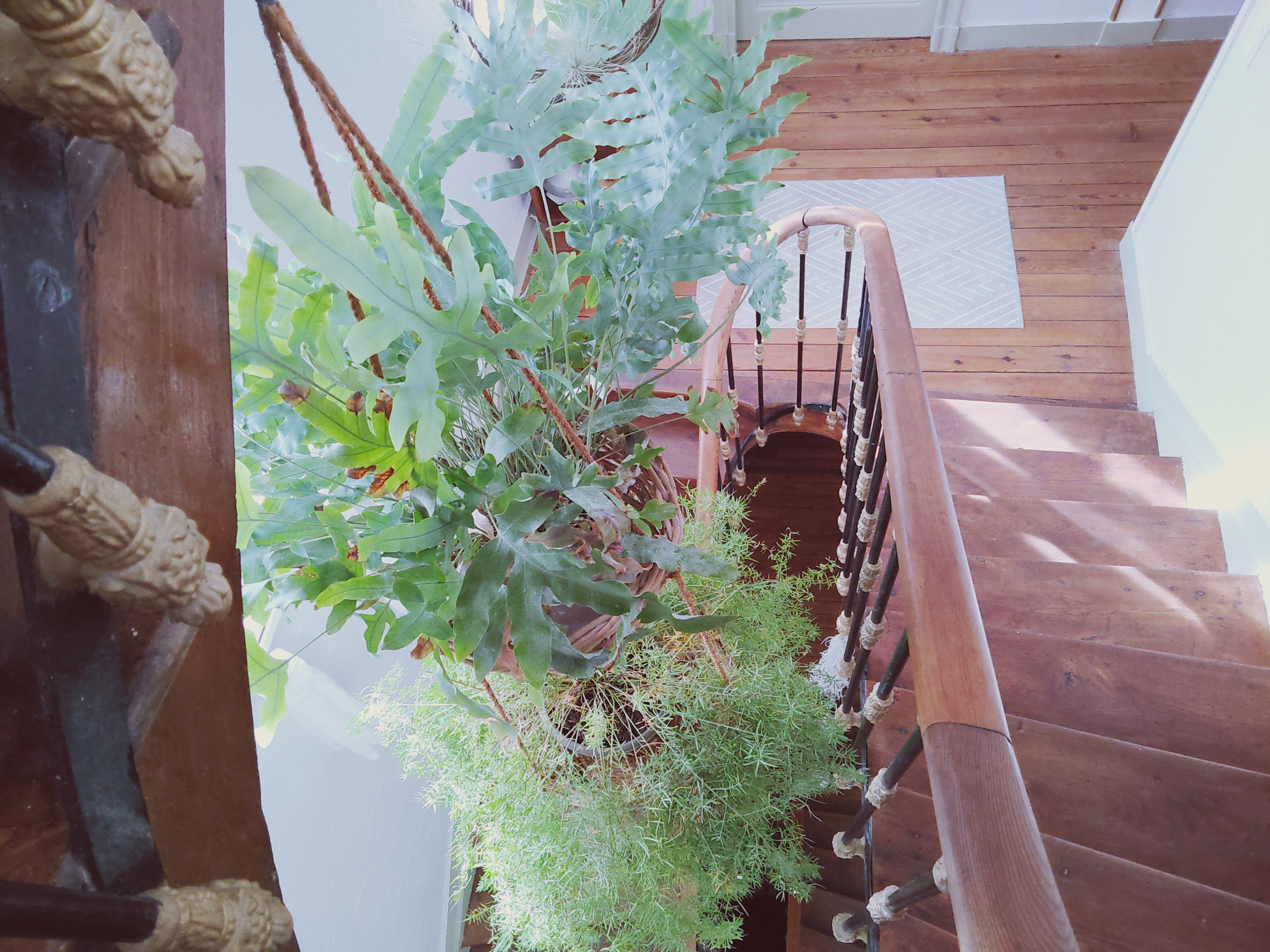 La Maison Botanique - photo 5