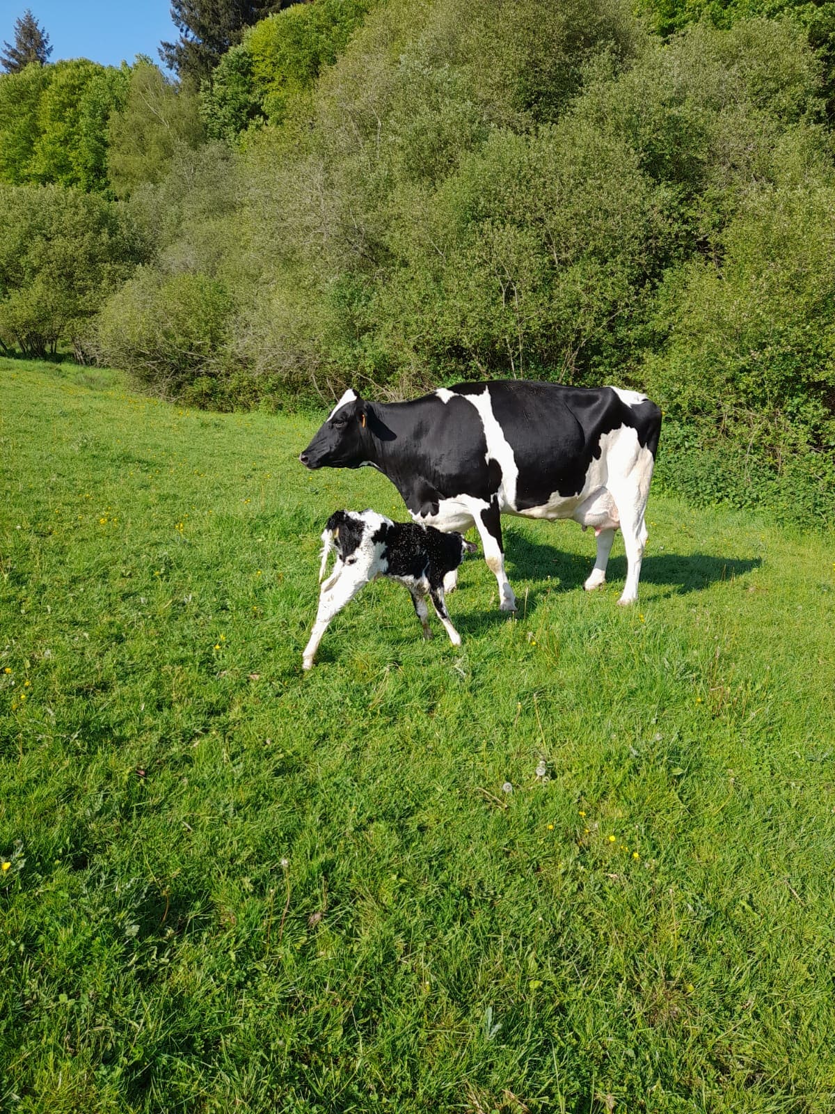 La Ferme du Mazet — photo 2