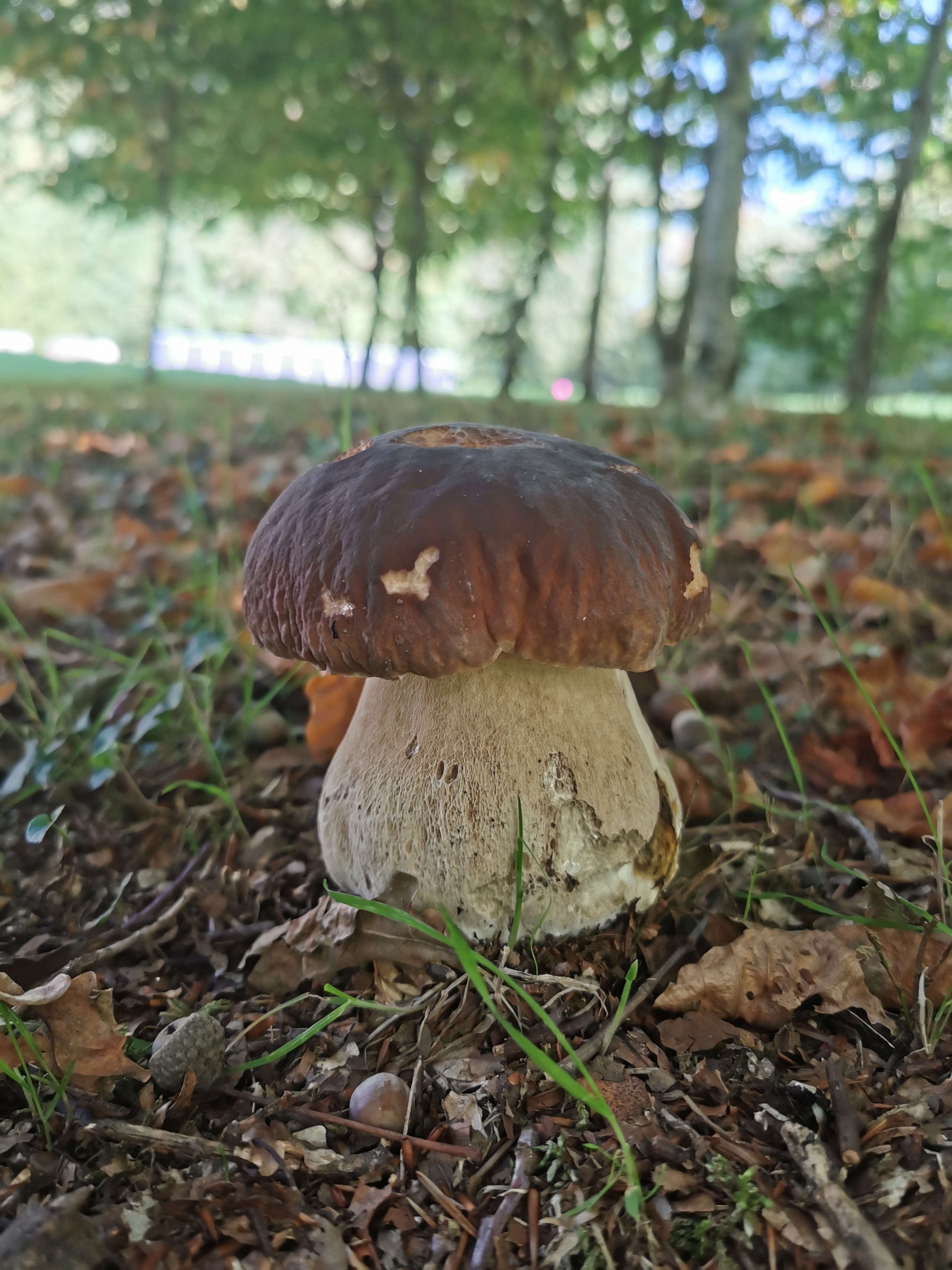 La Pause Correzen, Saint-Privat - photo 9