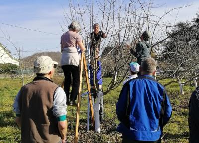 J'apprends à tailler les arbres fruitiers