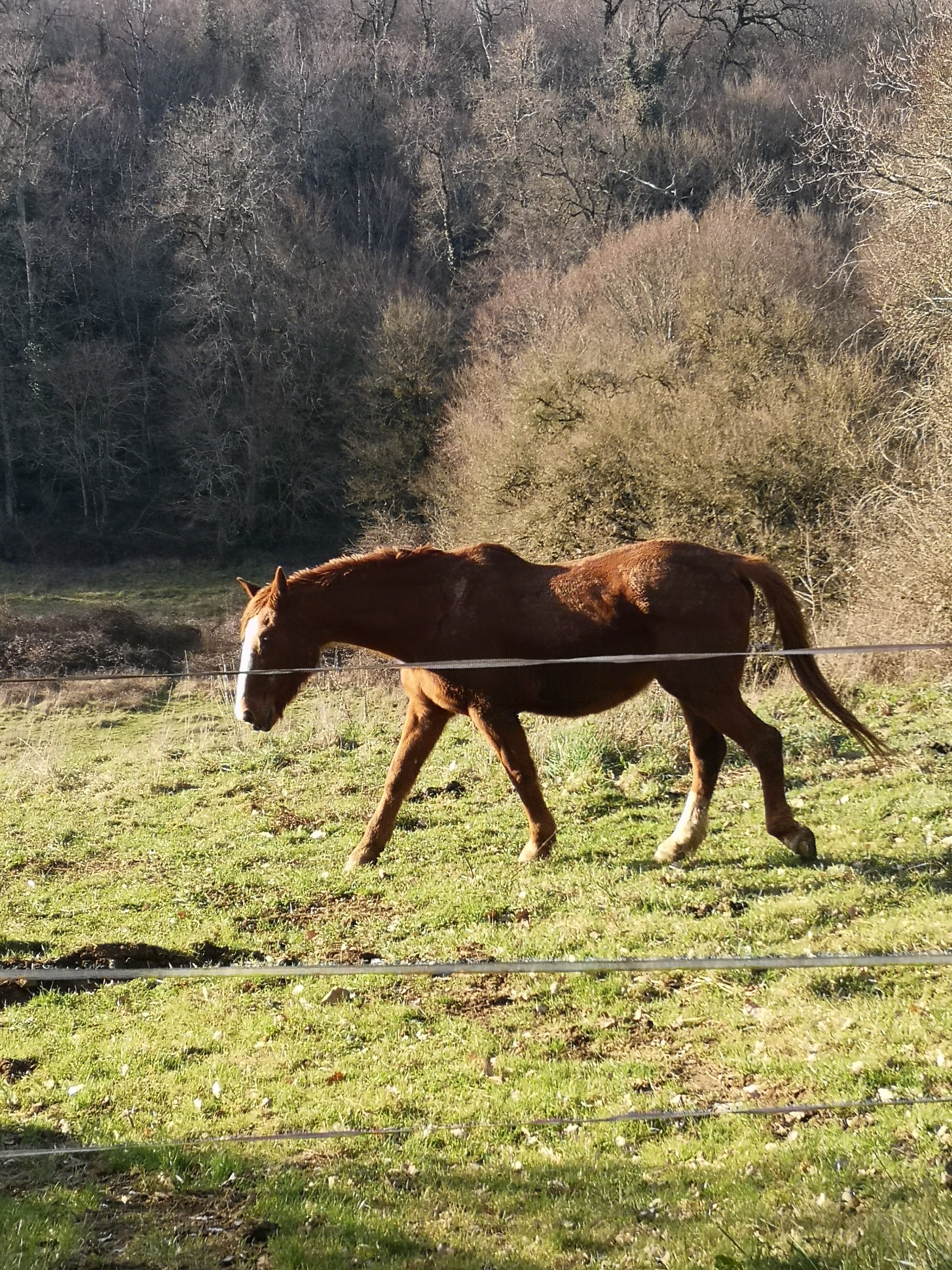 Domaine d'Ancia, Anché - photo 13