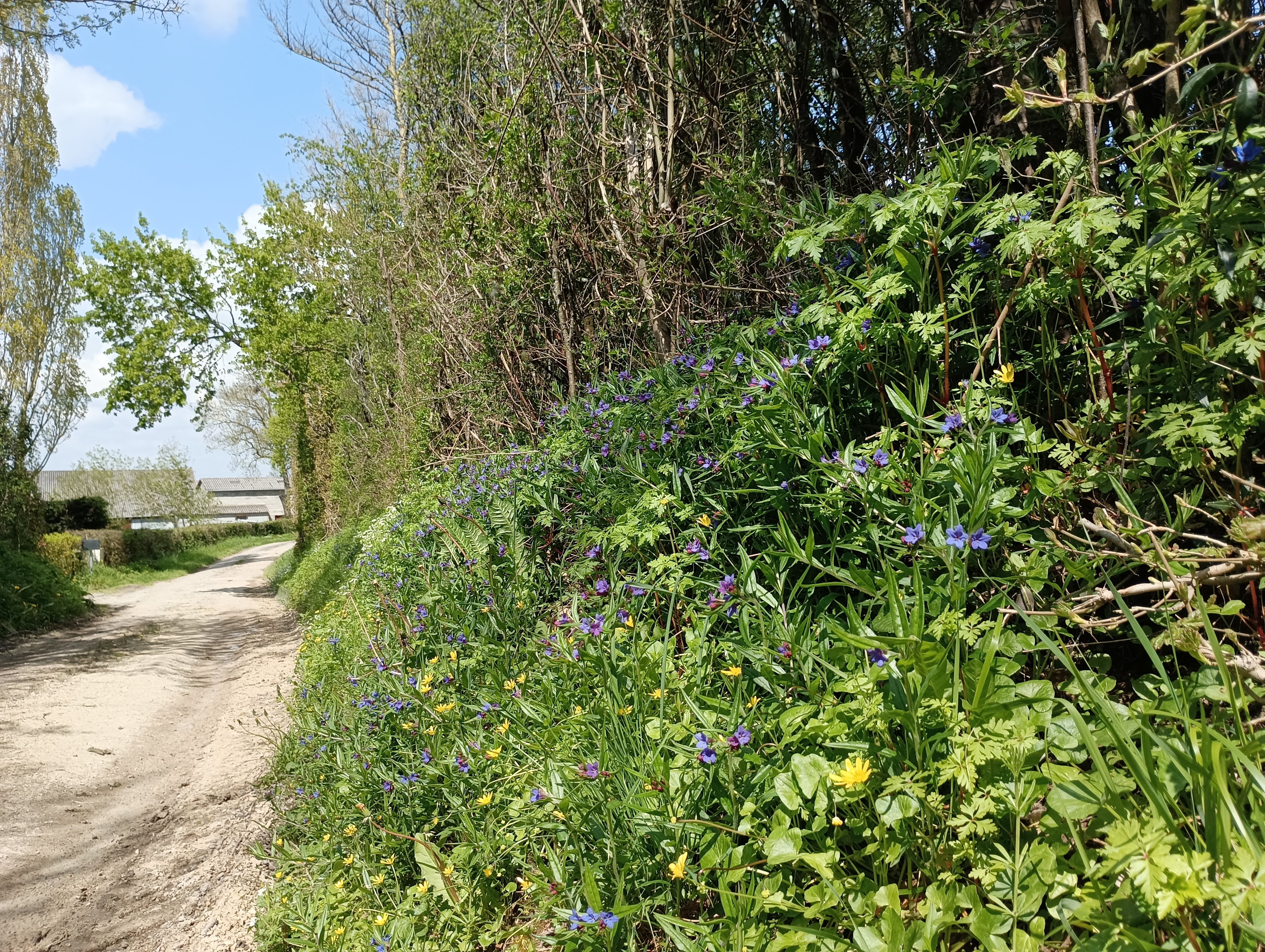 En suivant la noce - Hanc