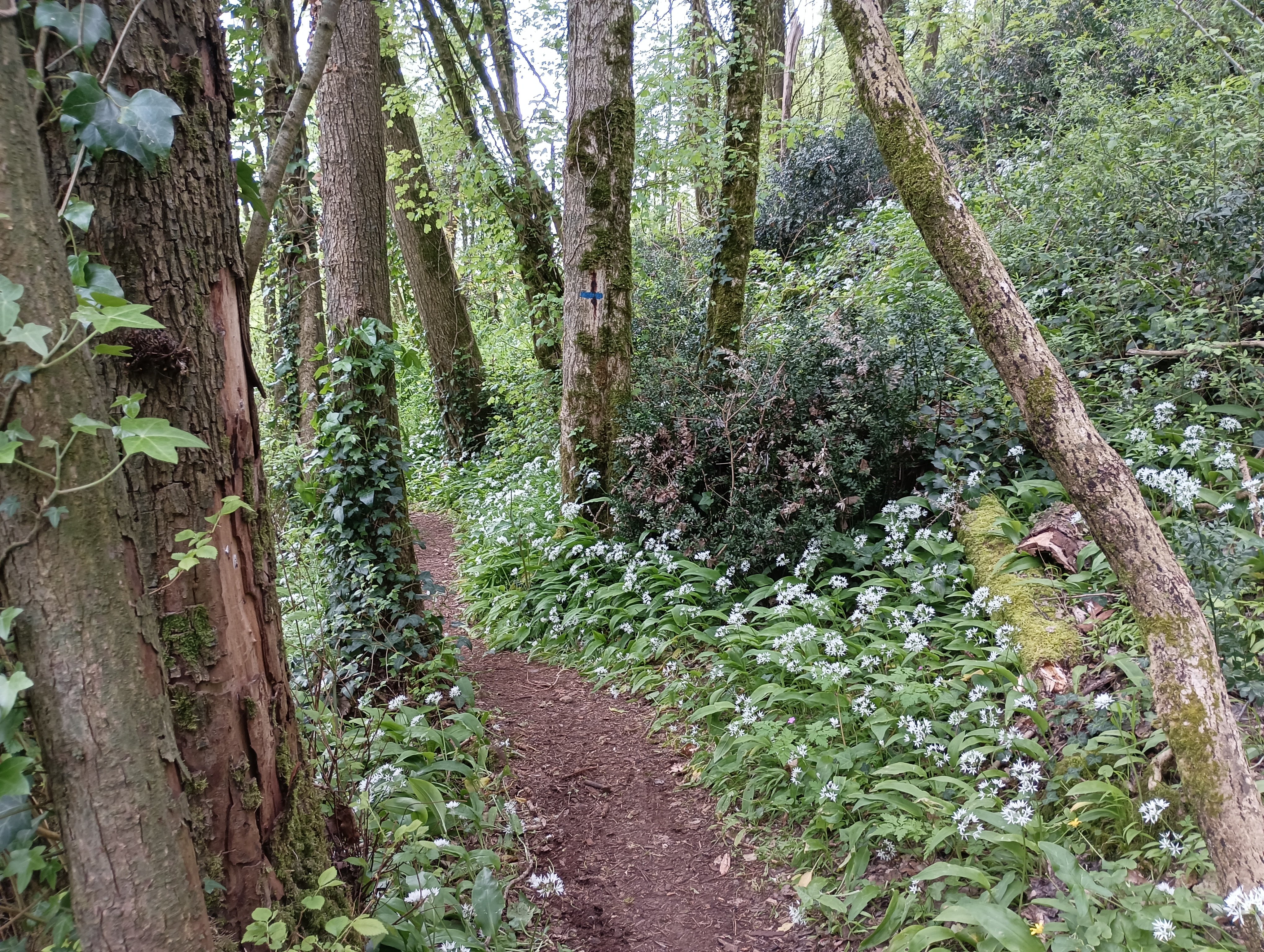 Autour de l'Abbaye, le chemin de l'inspiration - Celles-sur-Belle, Celles-sur-Belle - photo 3