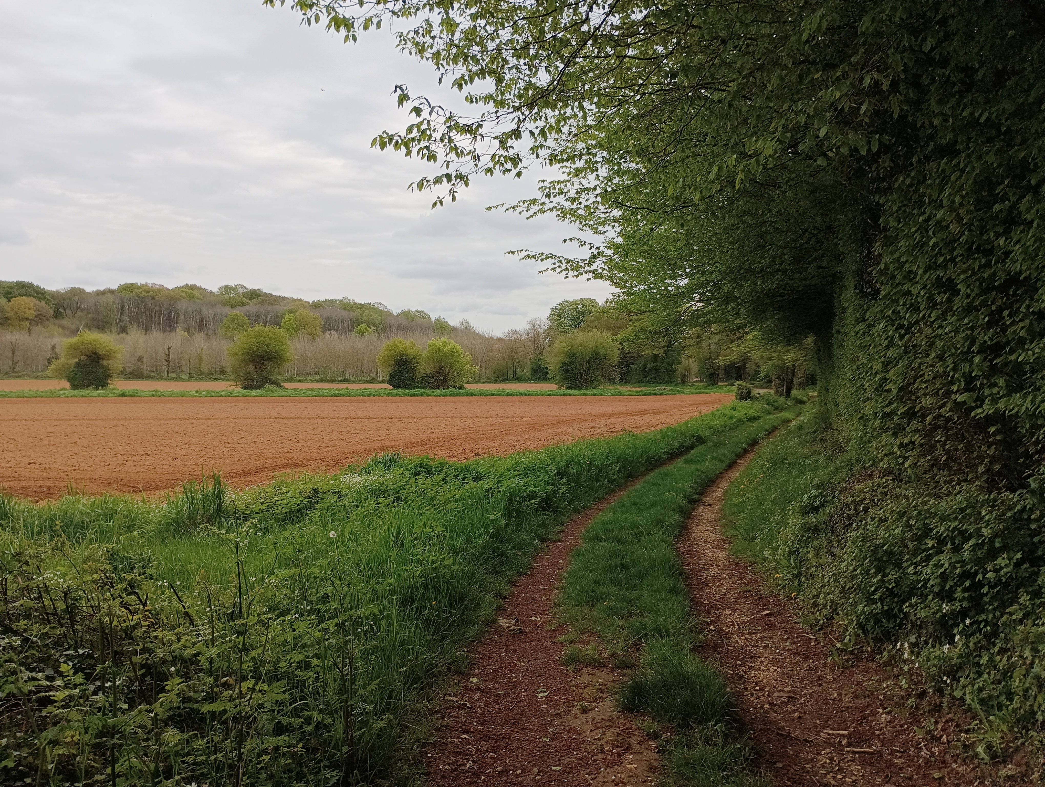 Les Bois de Celles - Celles-sur-Belle, Celles-sur-Belle