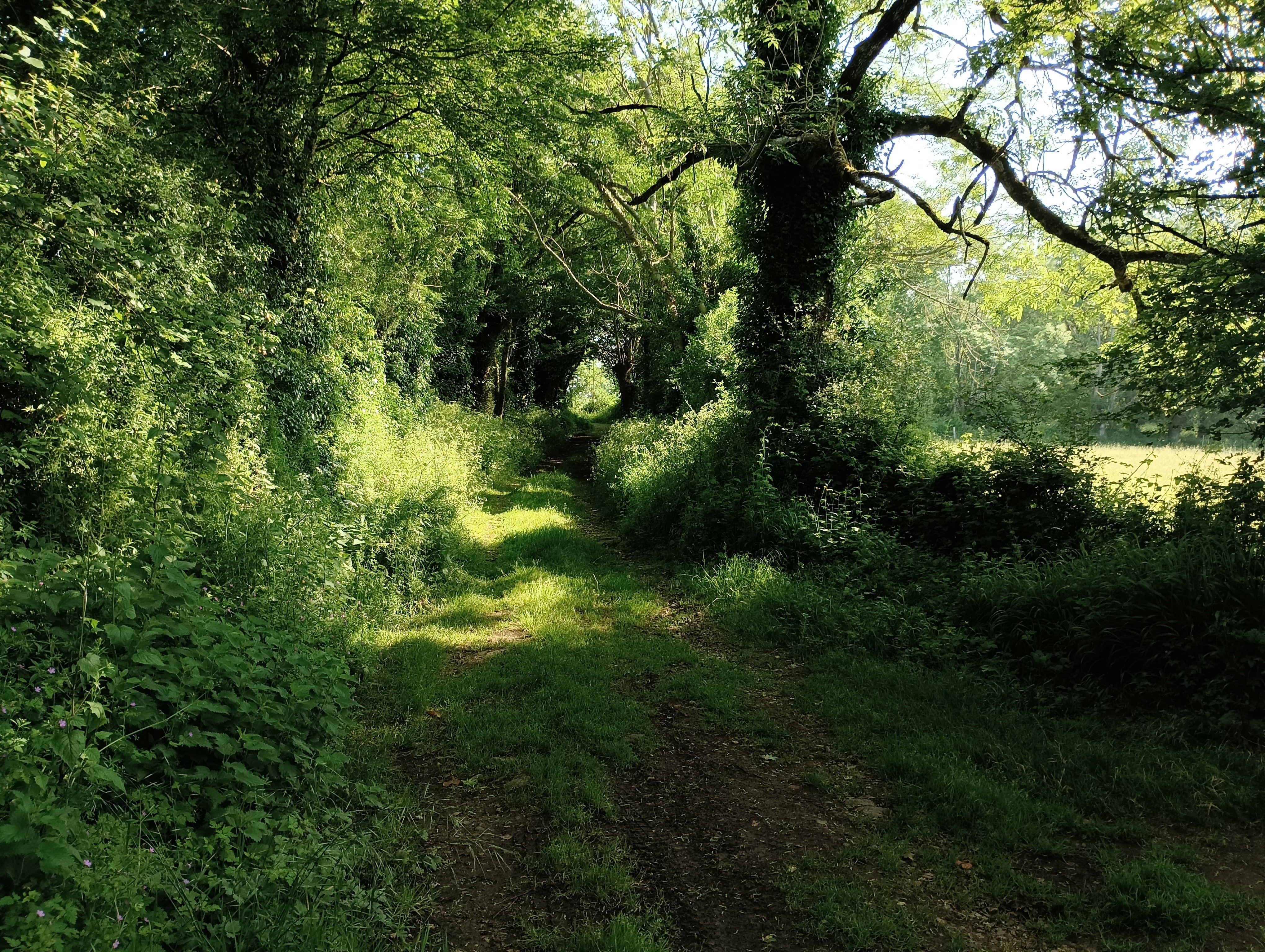 Circuit des Epinettes à Ecrebis - Aigonnay, Aigondigné - photo 3