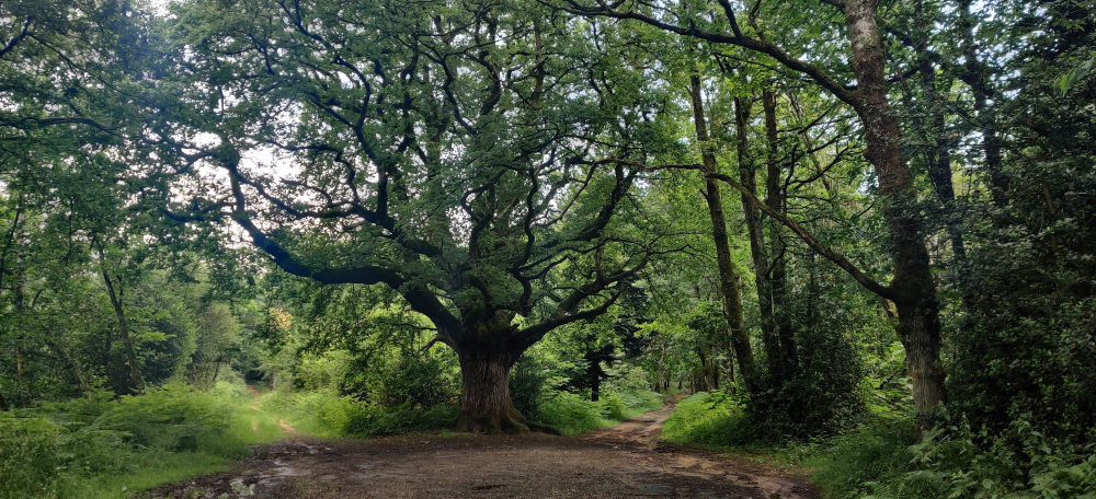 Circuit à vélo de Rochechouart au site de Peyrassoulat, Rochechouart - photo 4
