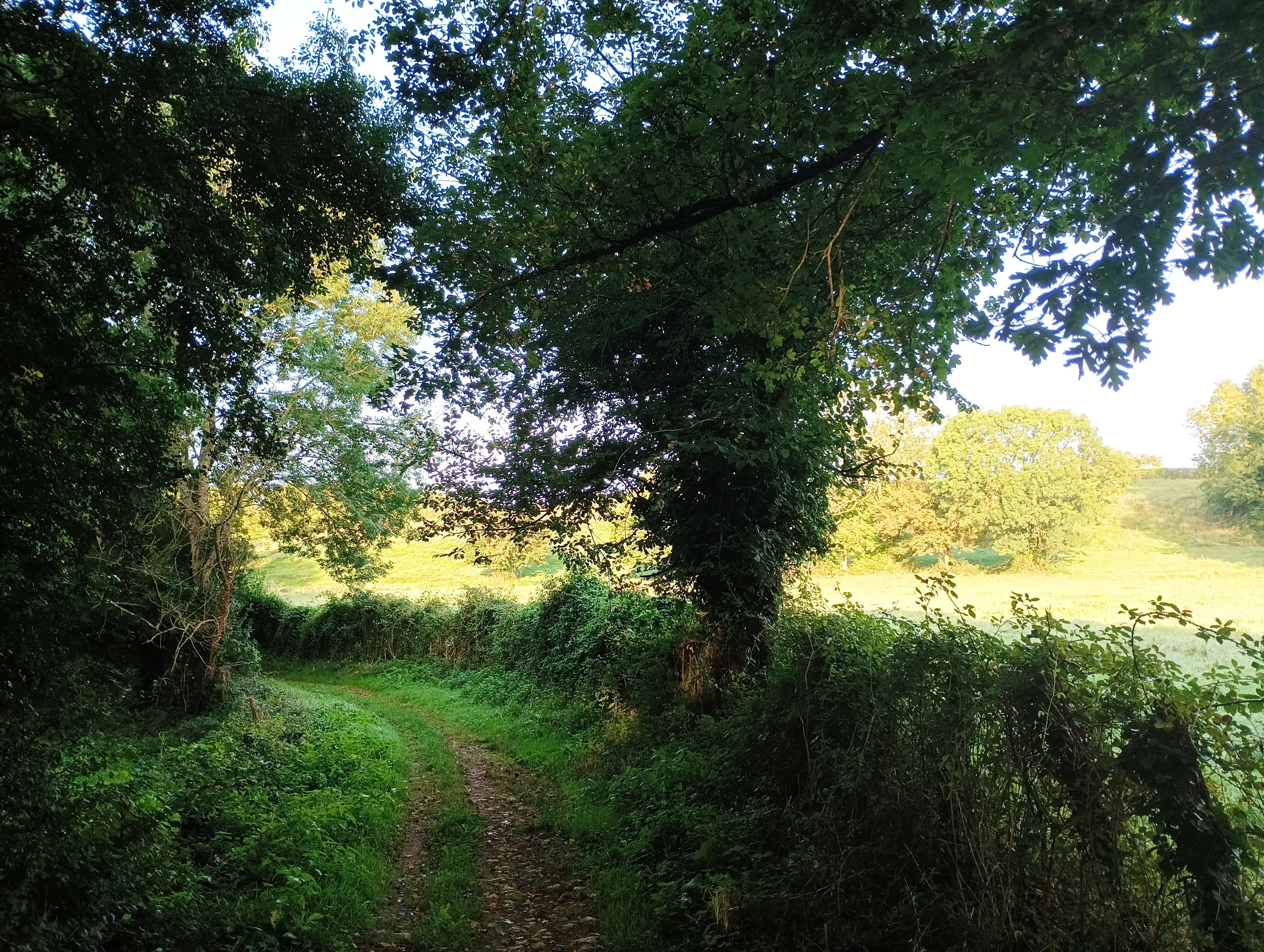 Les Madeleines - Fressines, Fressines