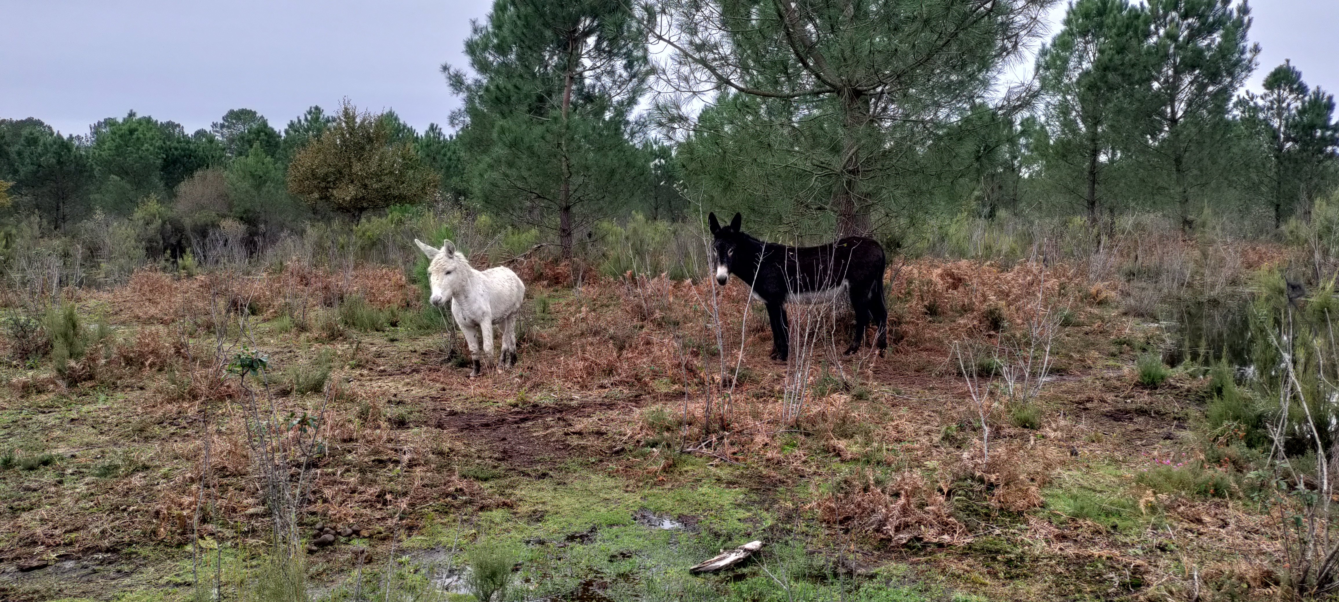 À coeur et à crins
