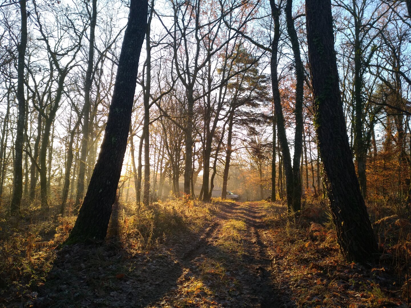 Tristan Drévolaska - L'âmour des bois — photo 3