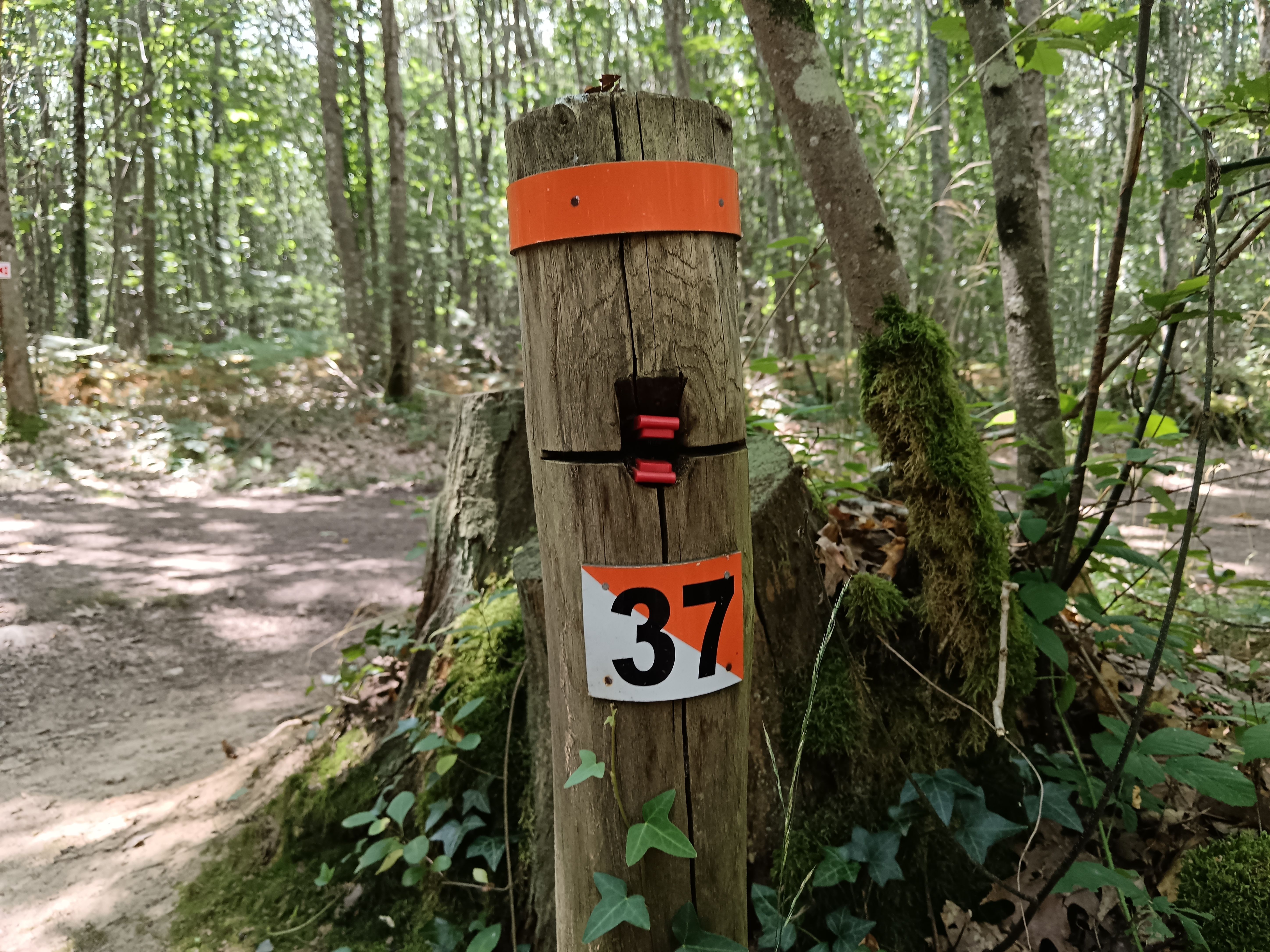 Parcours d'orientation permanent en Forêt des Loges