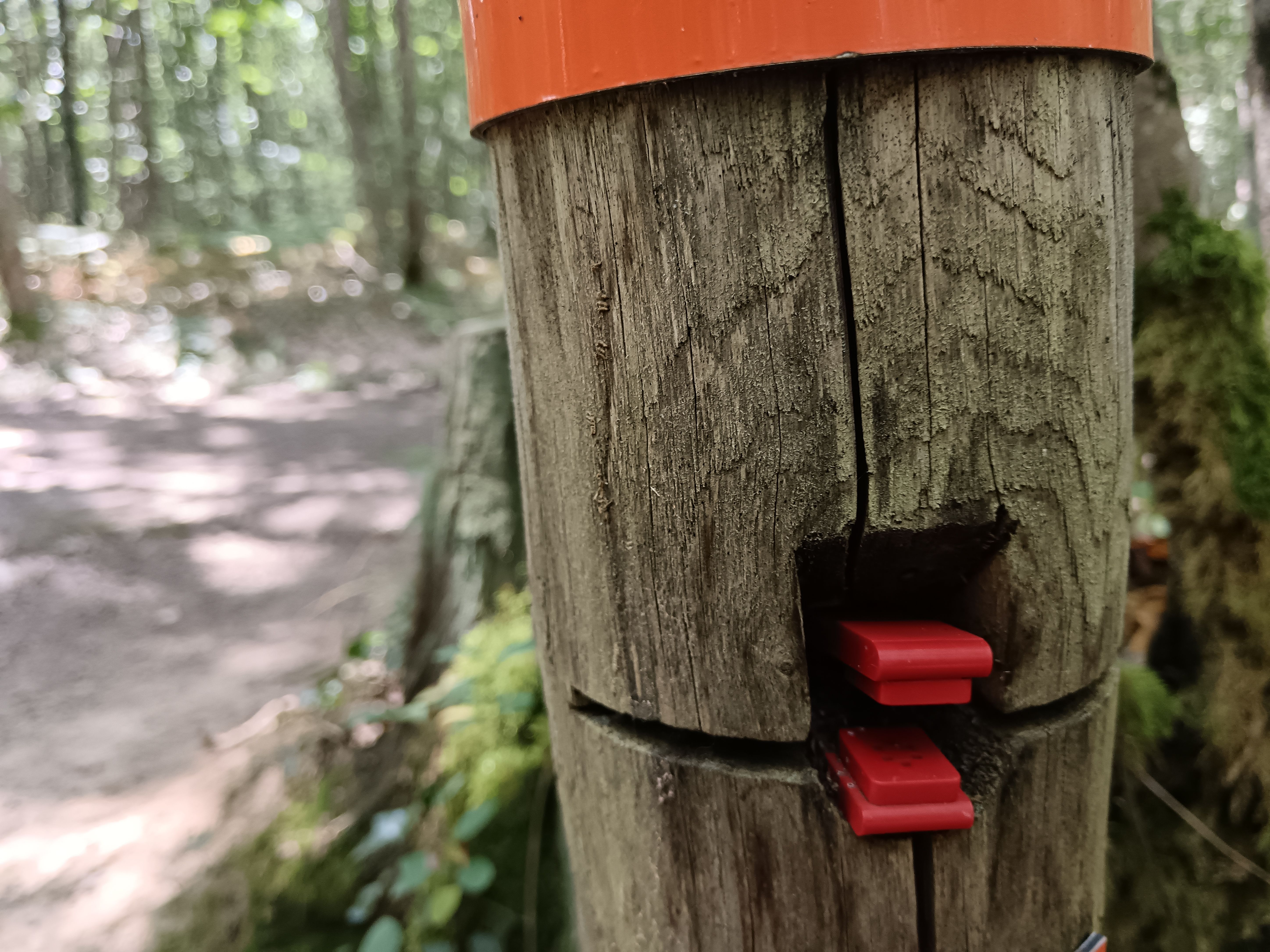 Parcours permanent d'orientation - Forêt des Loges - photo 2