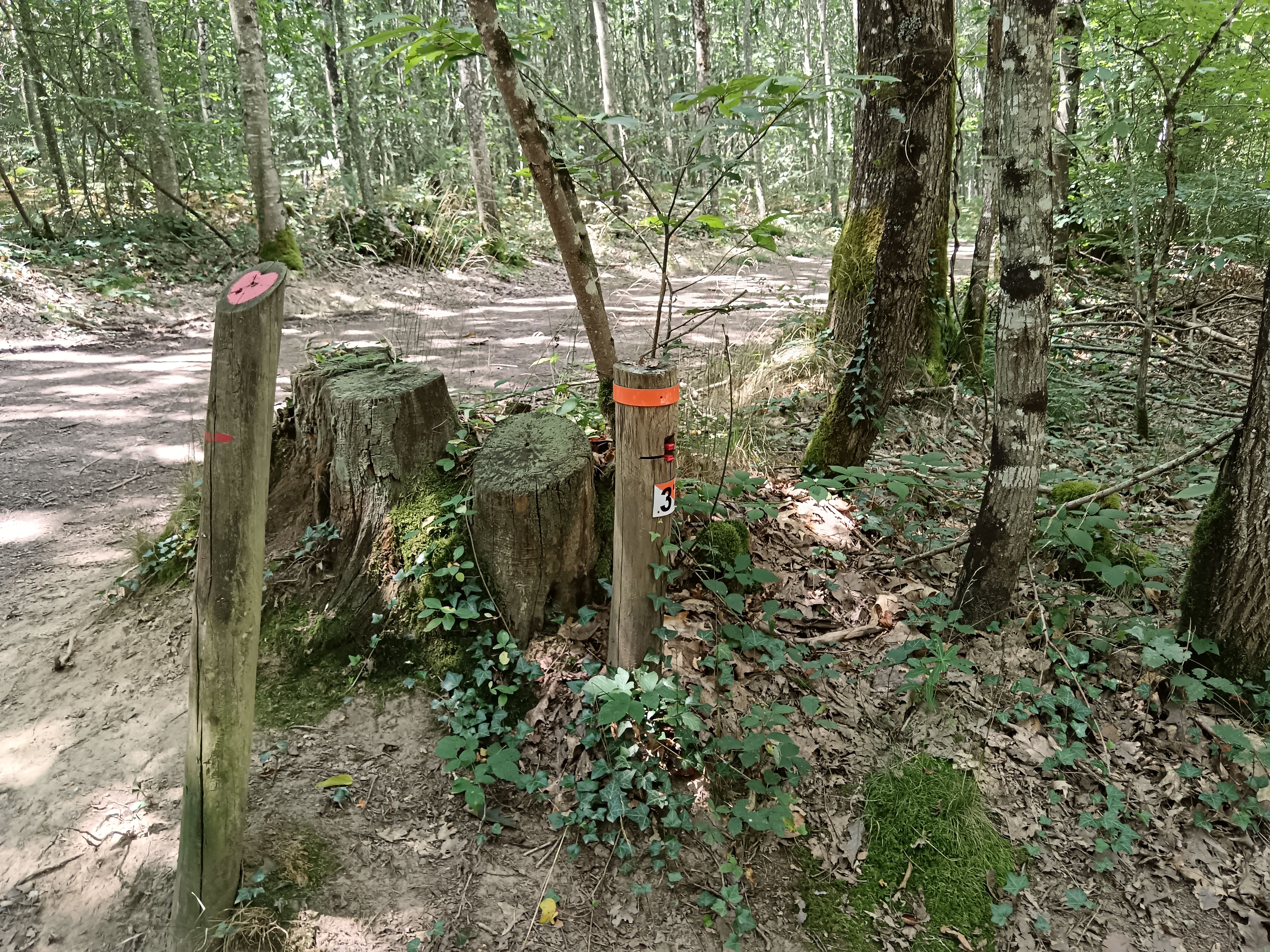 Parcours permanent d'orientation - Forêt des Loges