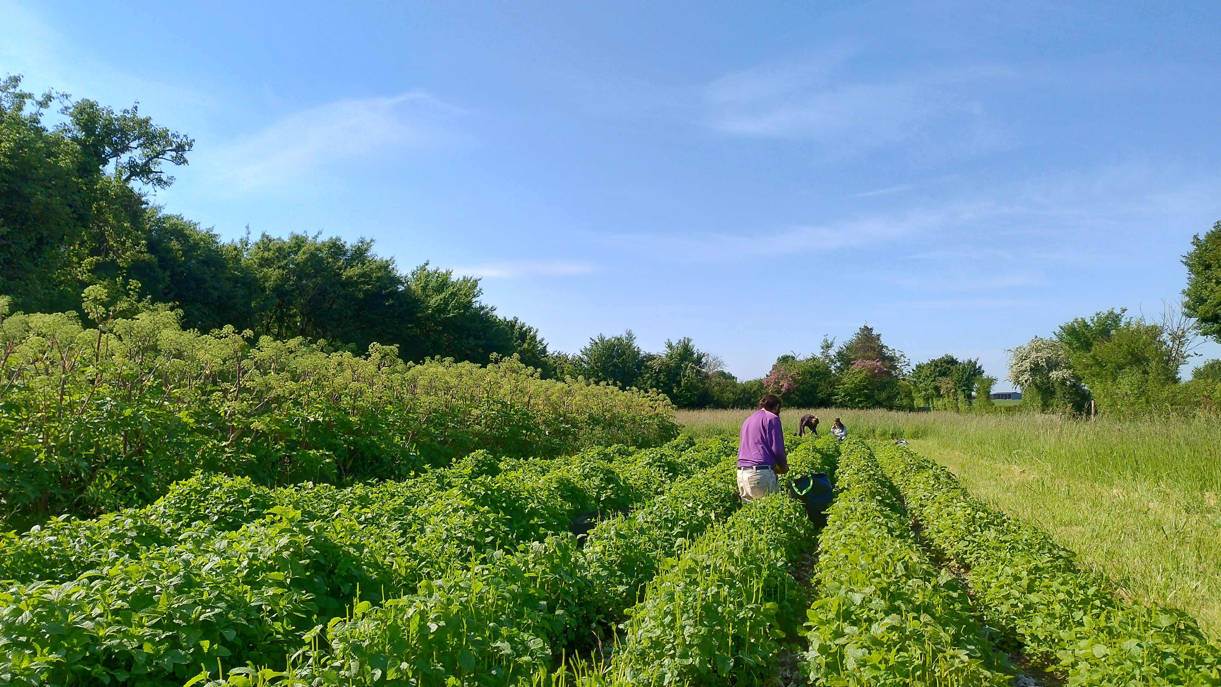 Le Jardin des Simples