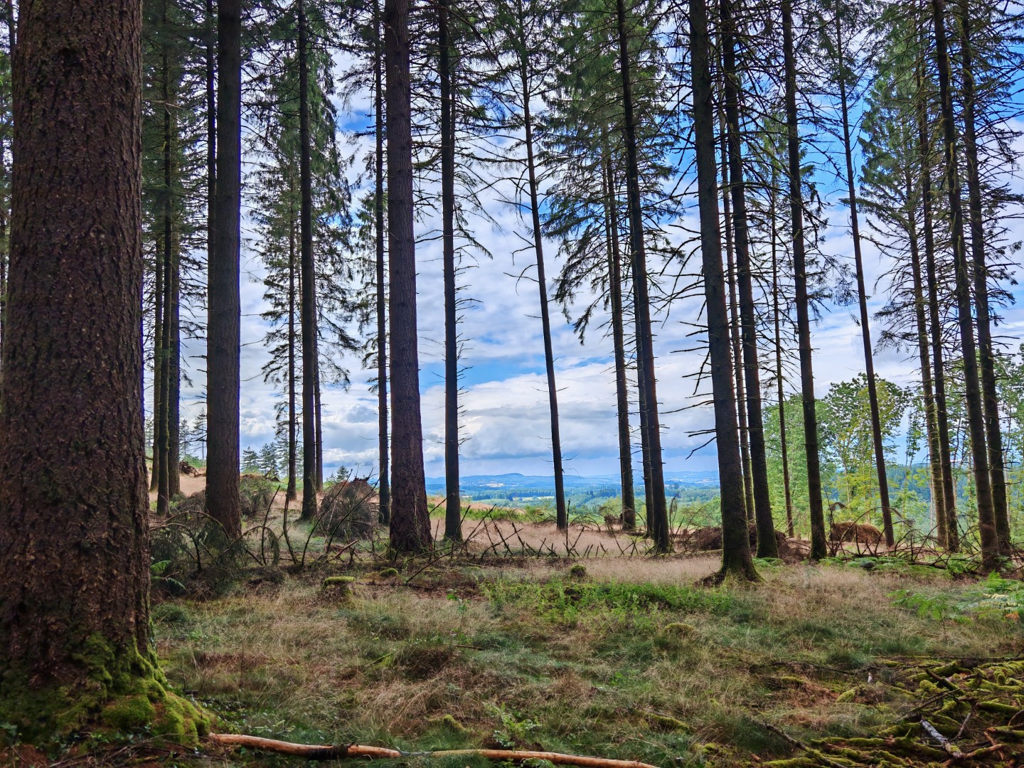 Circuit Pédestre N°52 : La Forêt de Chantegris, Saint-Junien-la-Bregère - photo 4