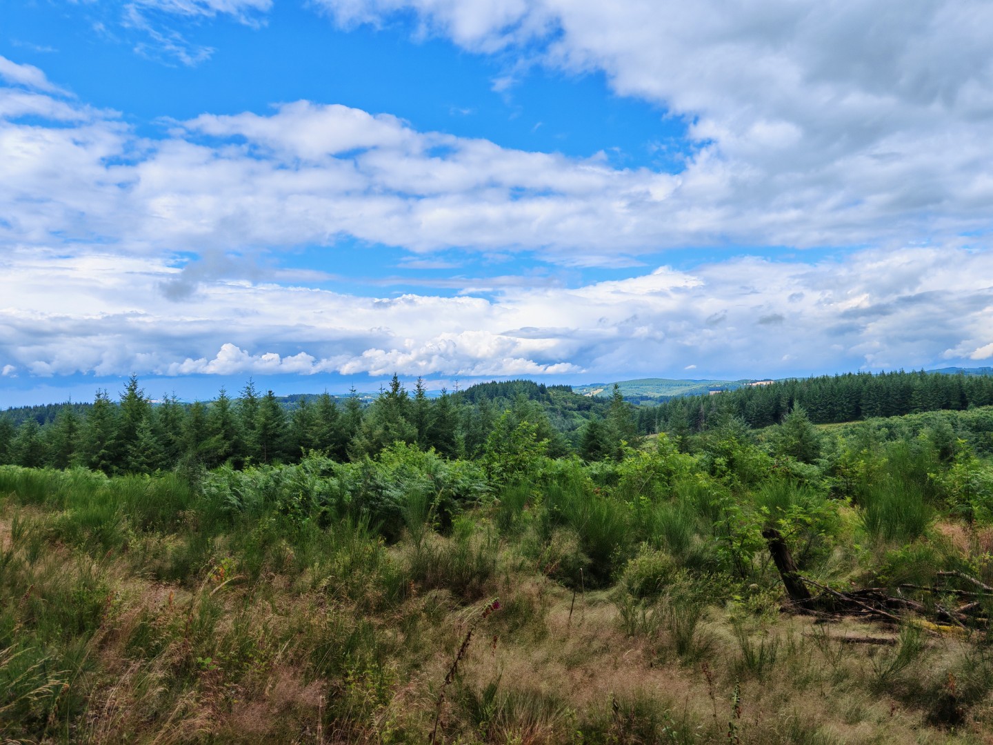 Circuit Pédestre N°52 : La Forêt de Chantegris, Saint-Junien-la-Bregère